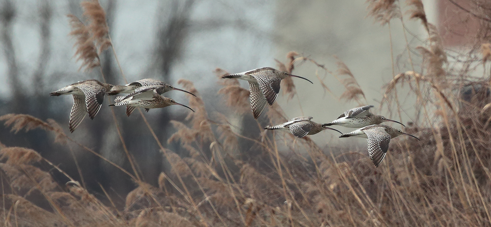 Chiurli (Numenius arquata)