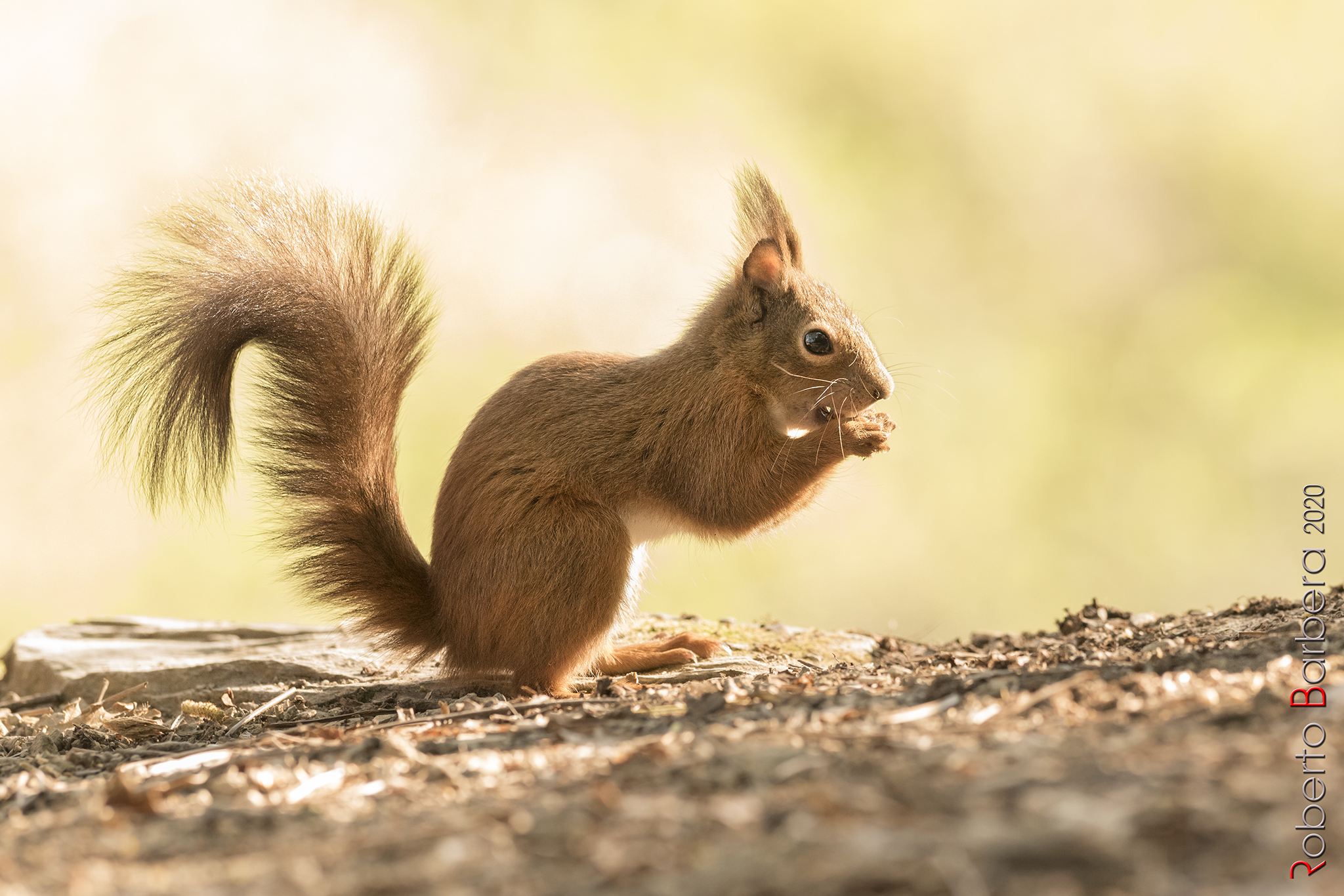 Squirrel at the first (against)lights!