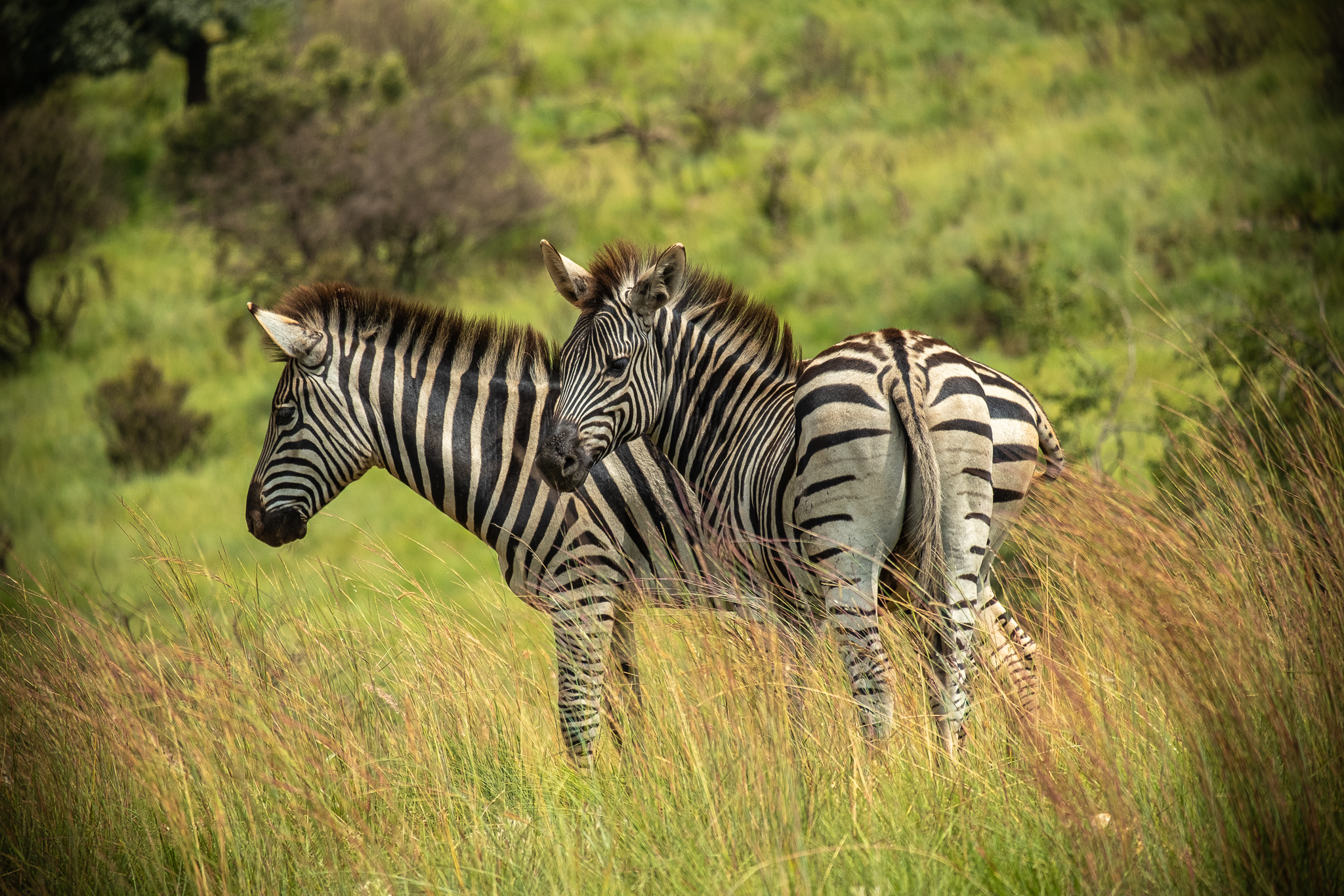 Zebre, parco naturale Sud Africa