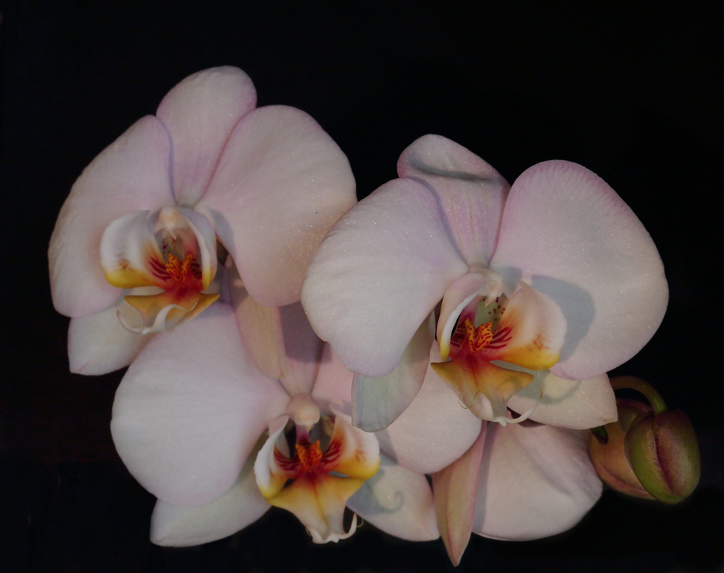 Un pensiero a chi ......