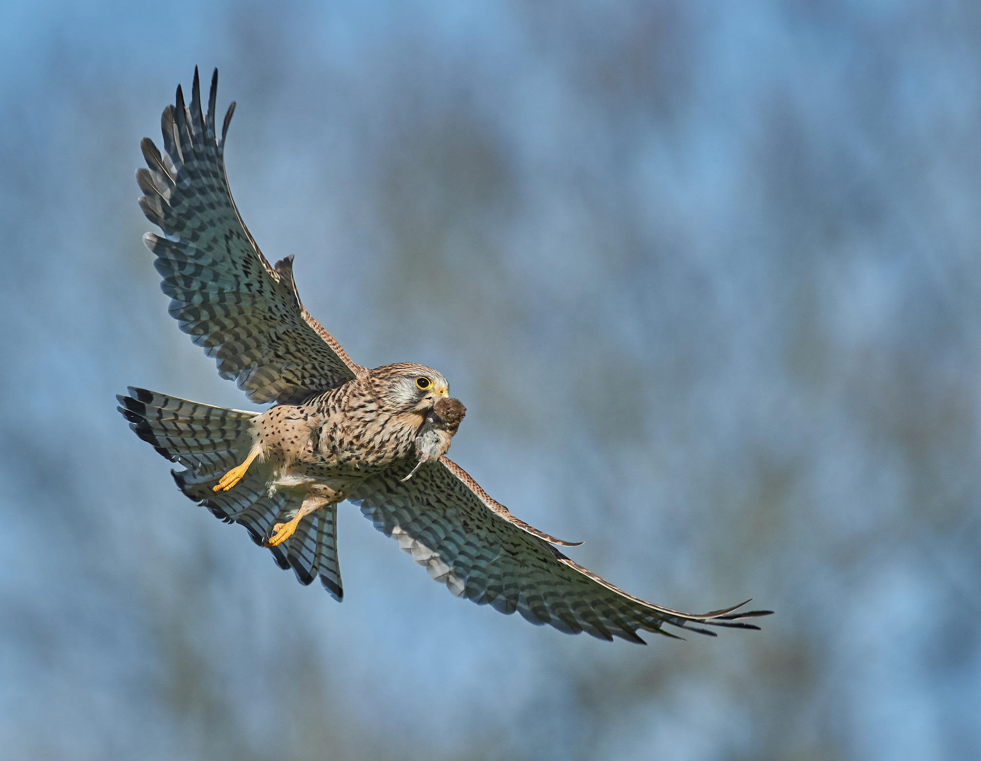 Kestrel comune