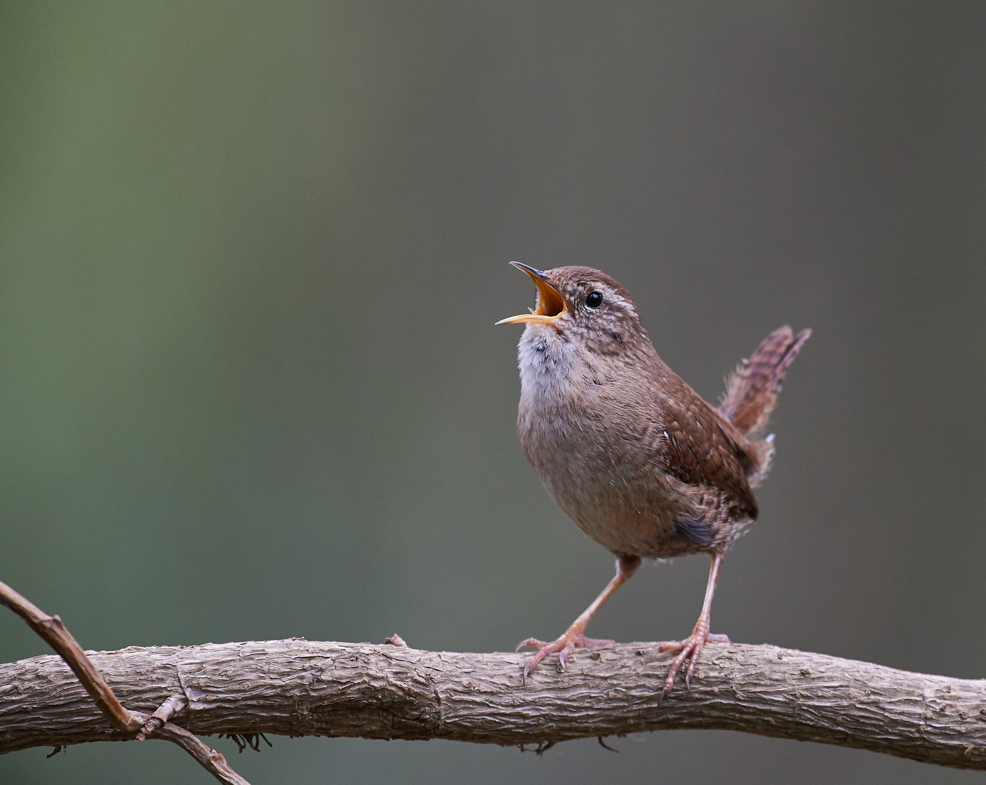 Wren