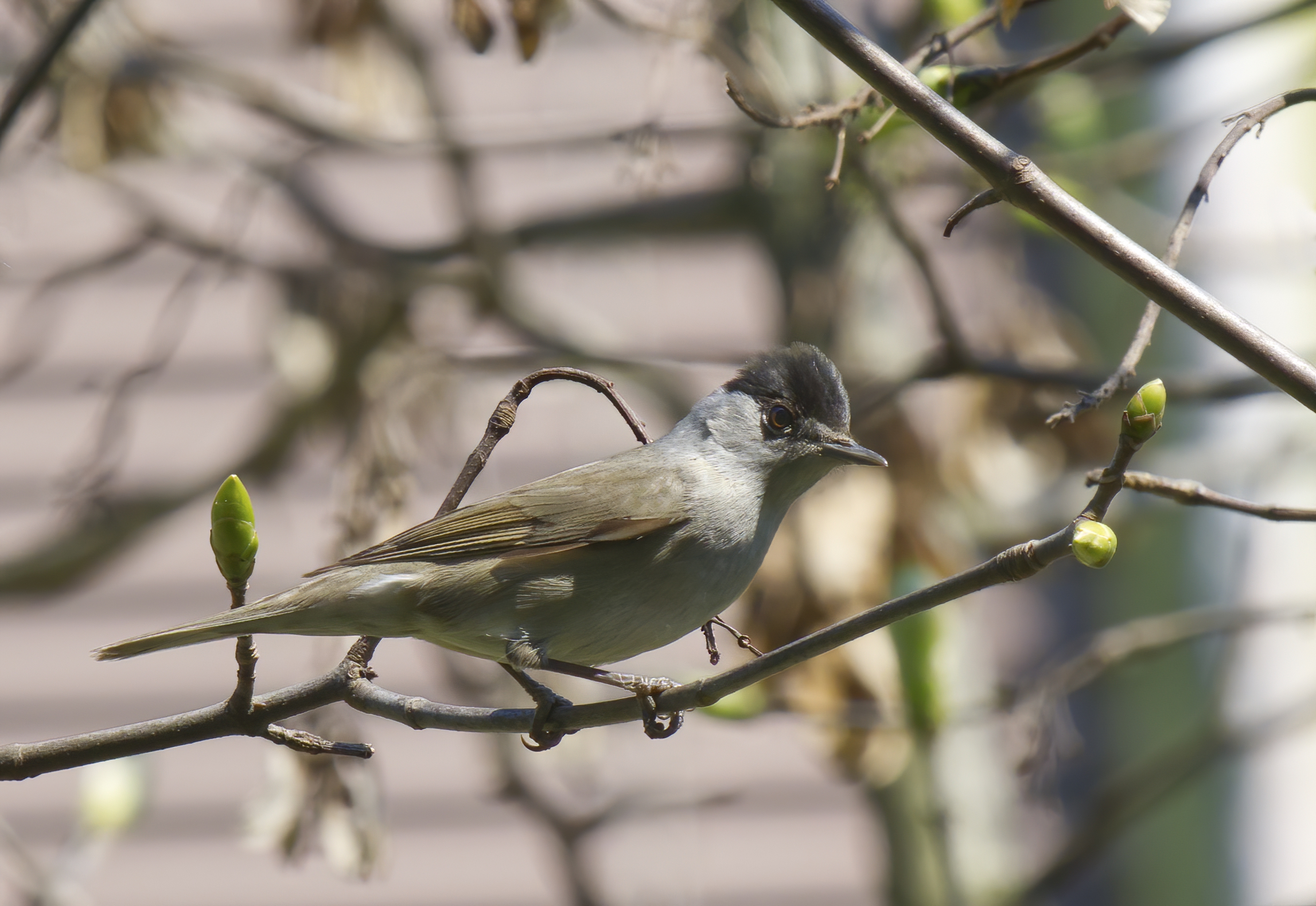 Sono arrivato anch'io
