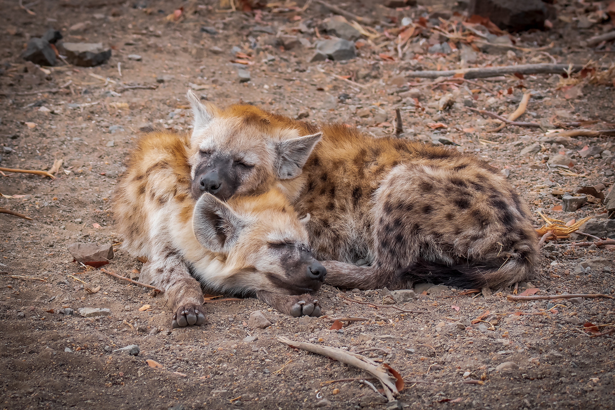 Hyena