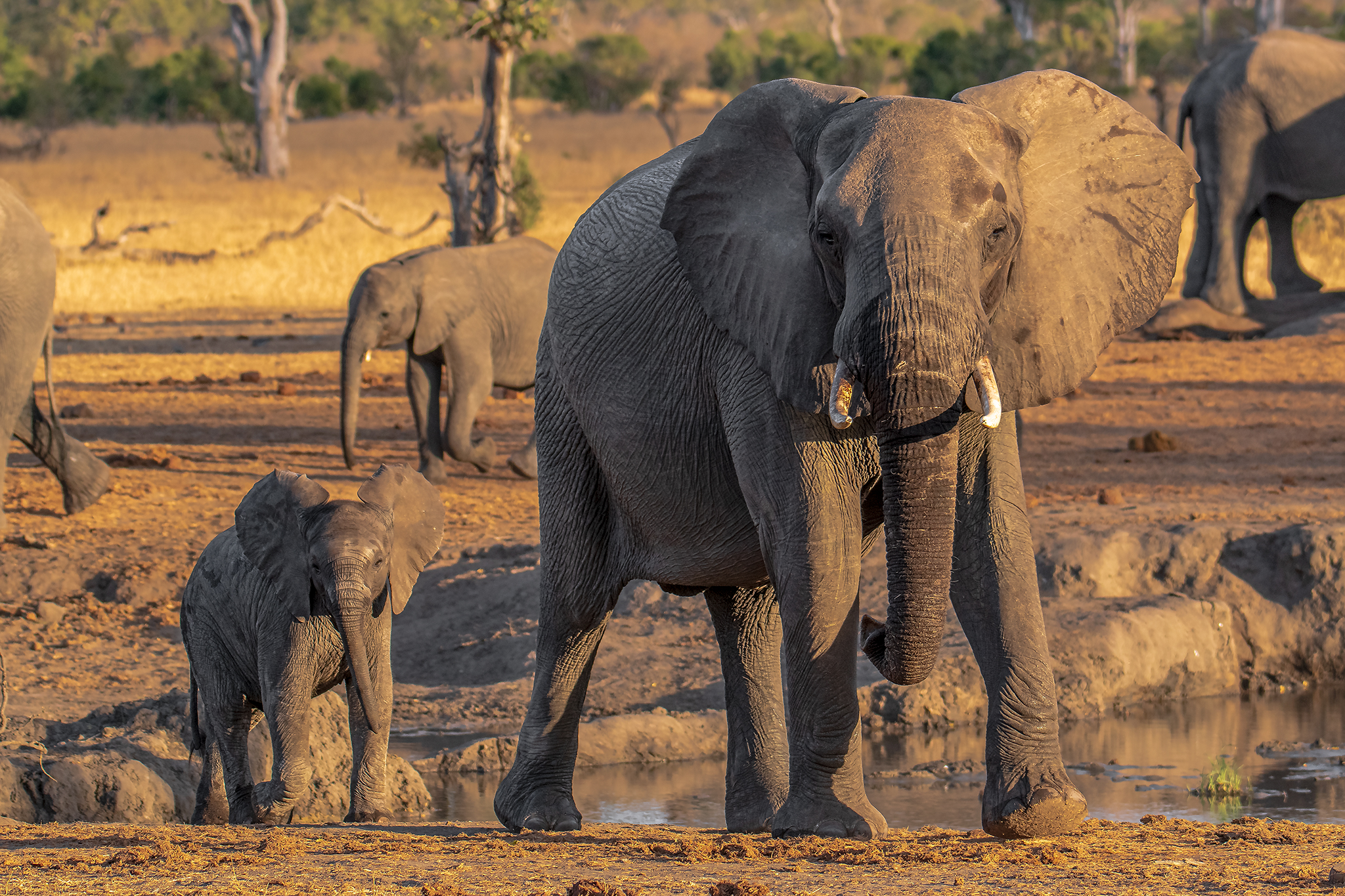 Elephant