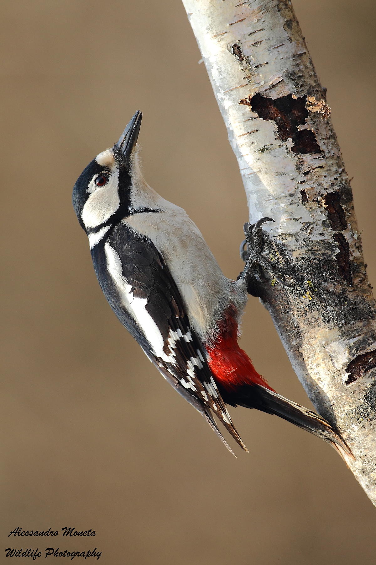 Great Spotted Woodpecker female