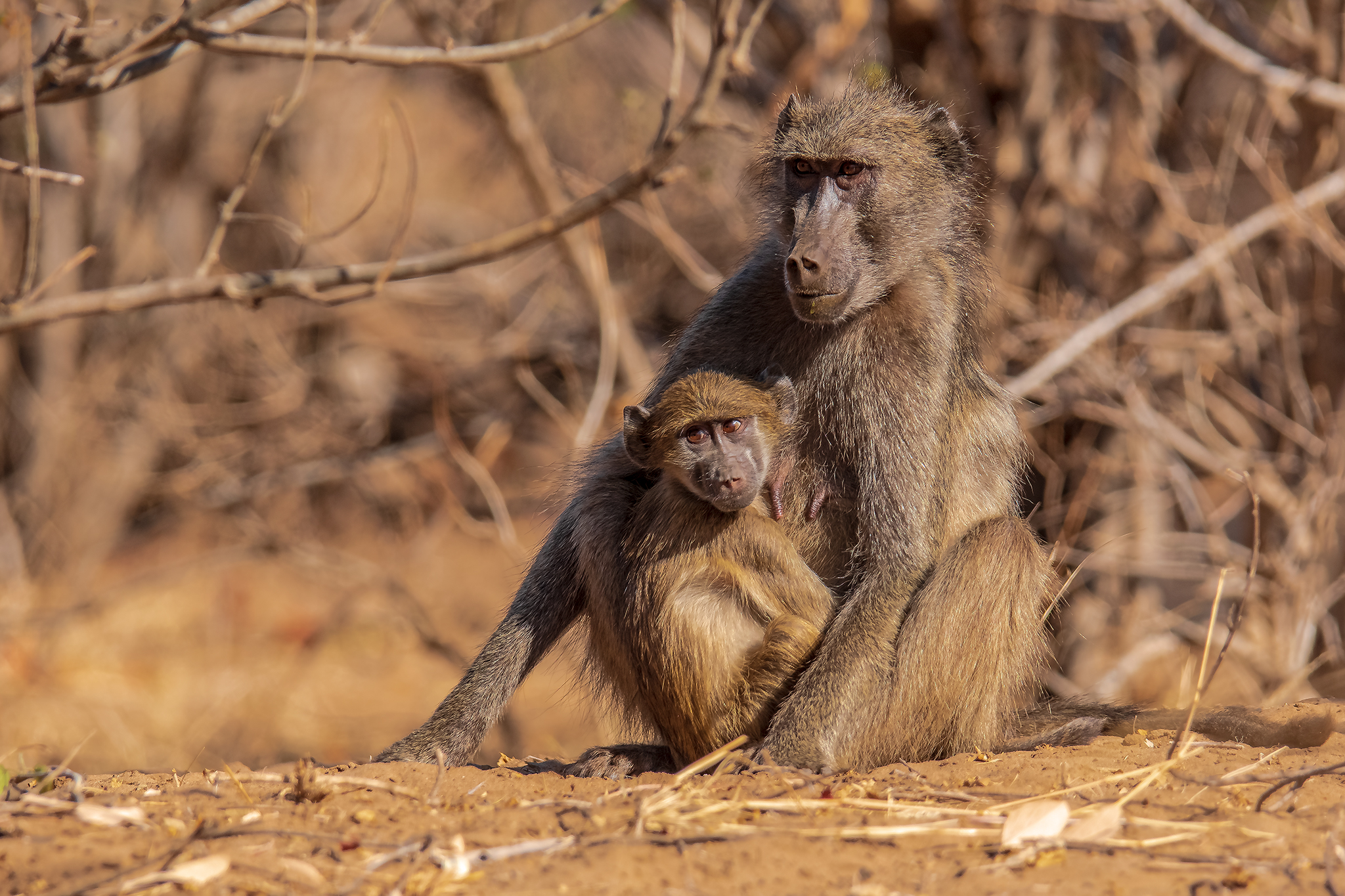 Baboon