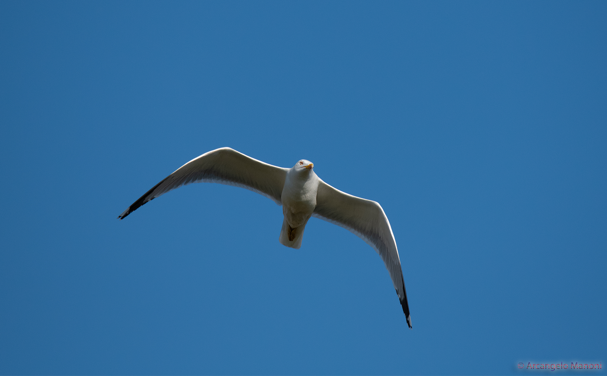 Il volo del gabbiano