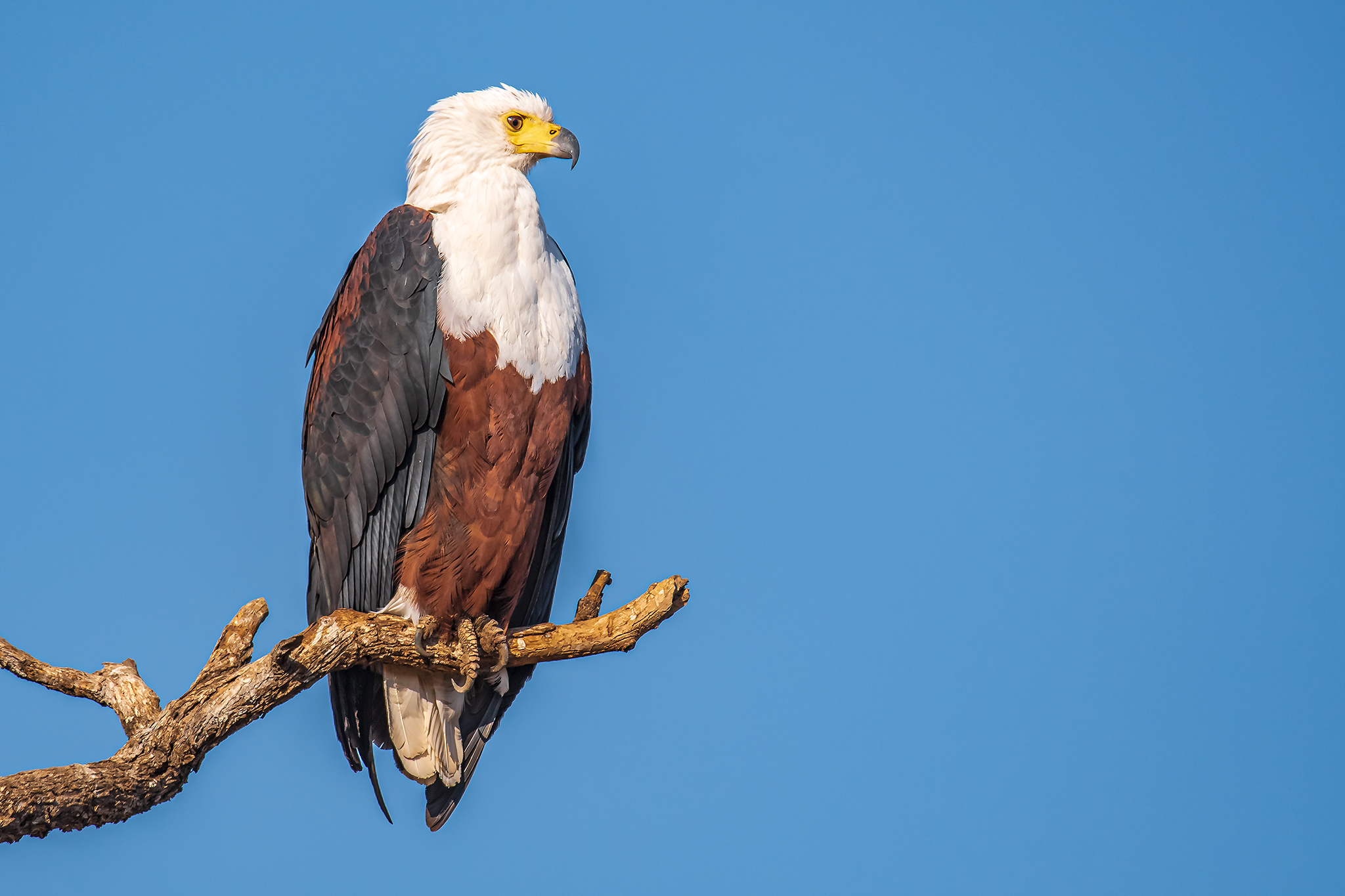 Fish Eagle