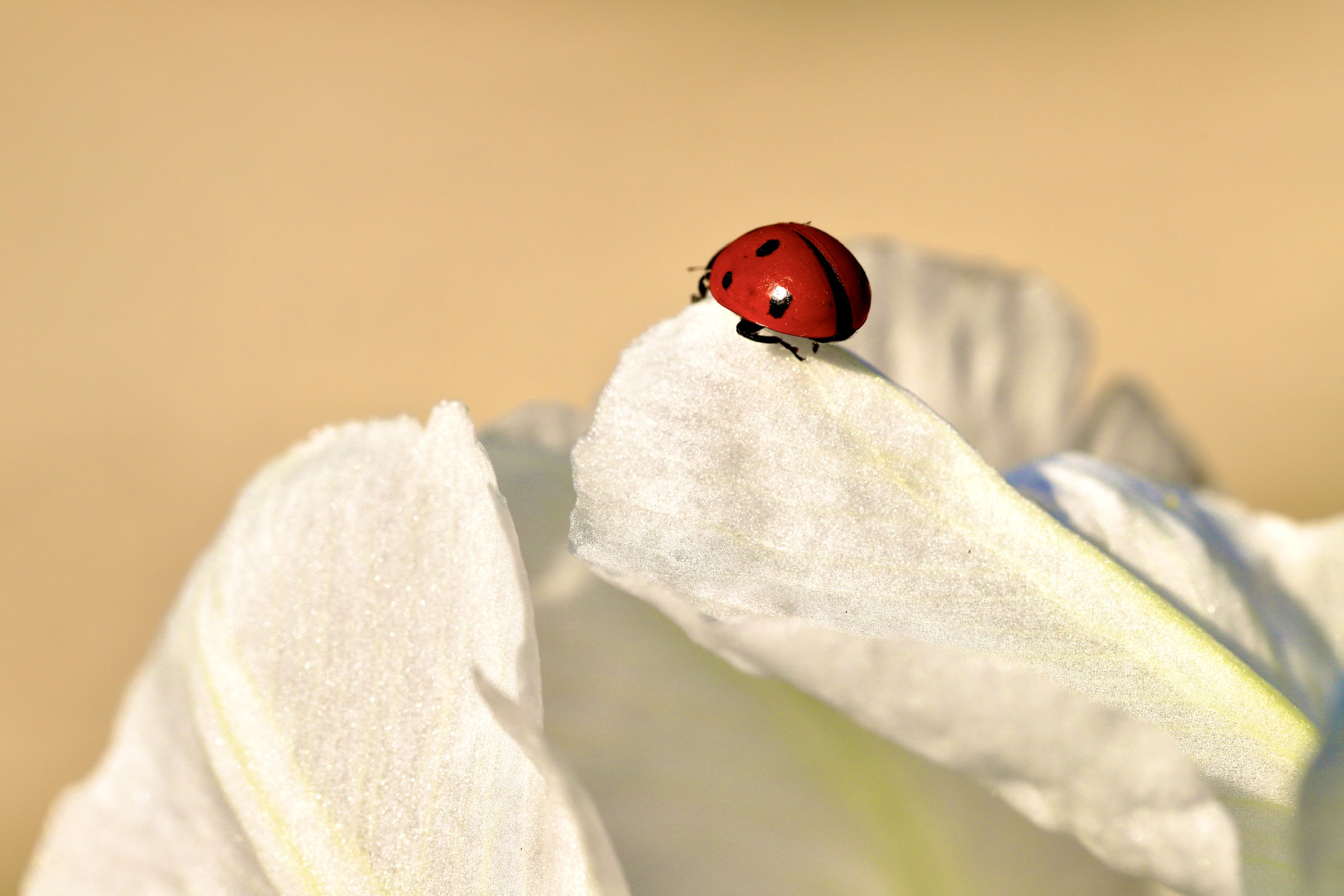 Ladybug