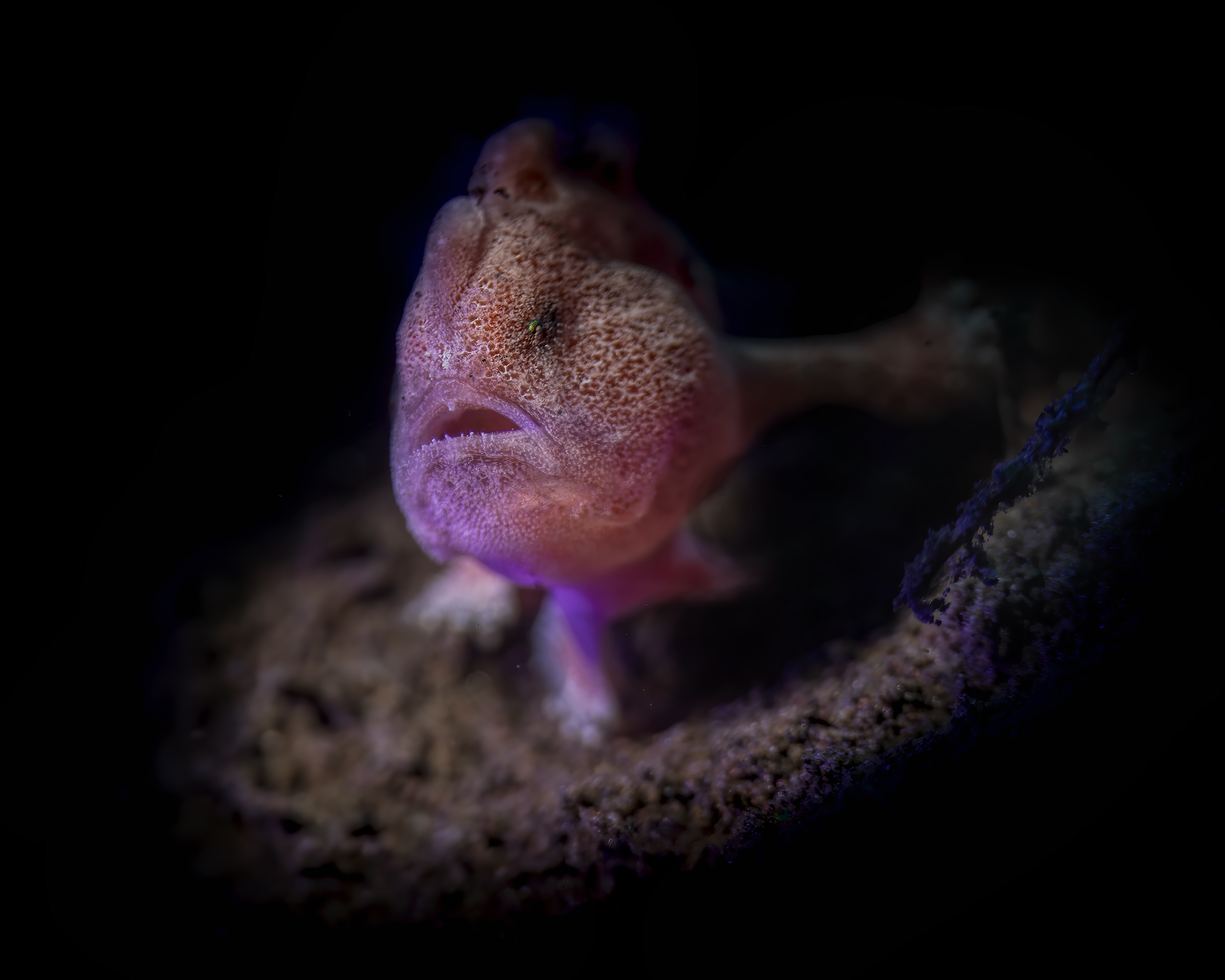 mini frogfish