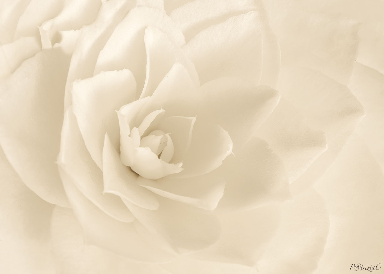 __la Signora delle Camelie__