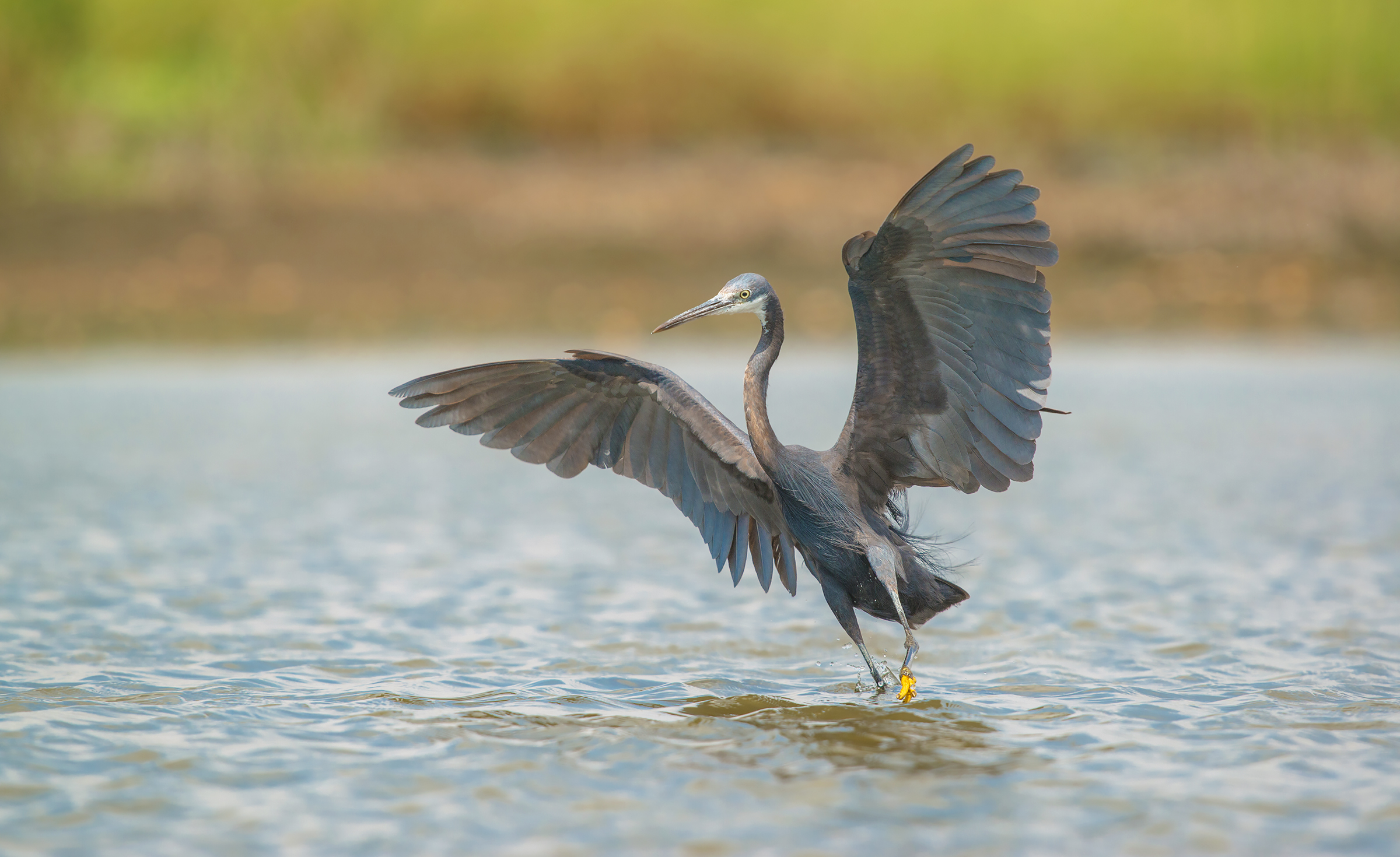barriera occidentale egret