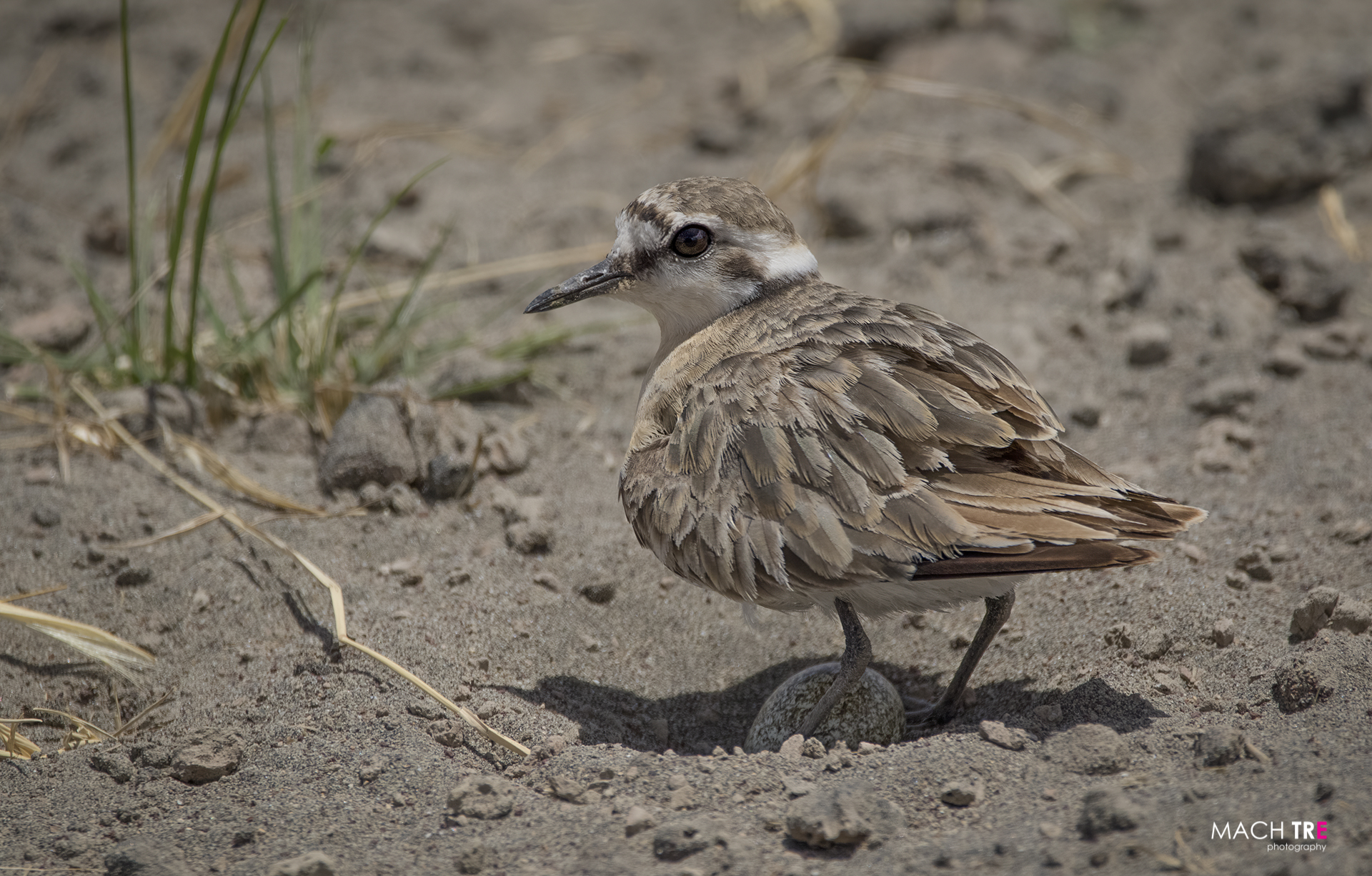 Lake Manyara, New100014