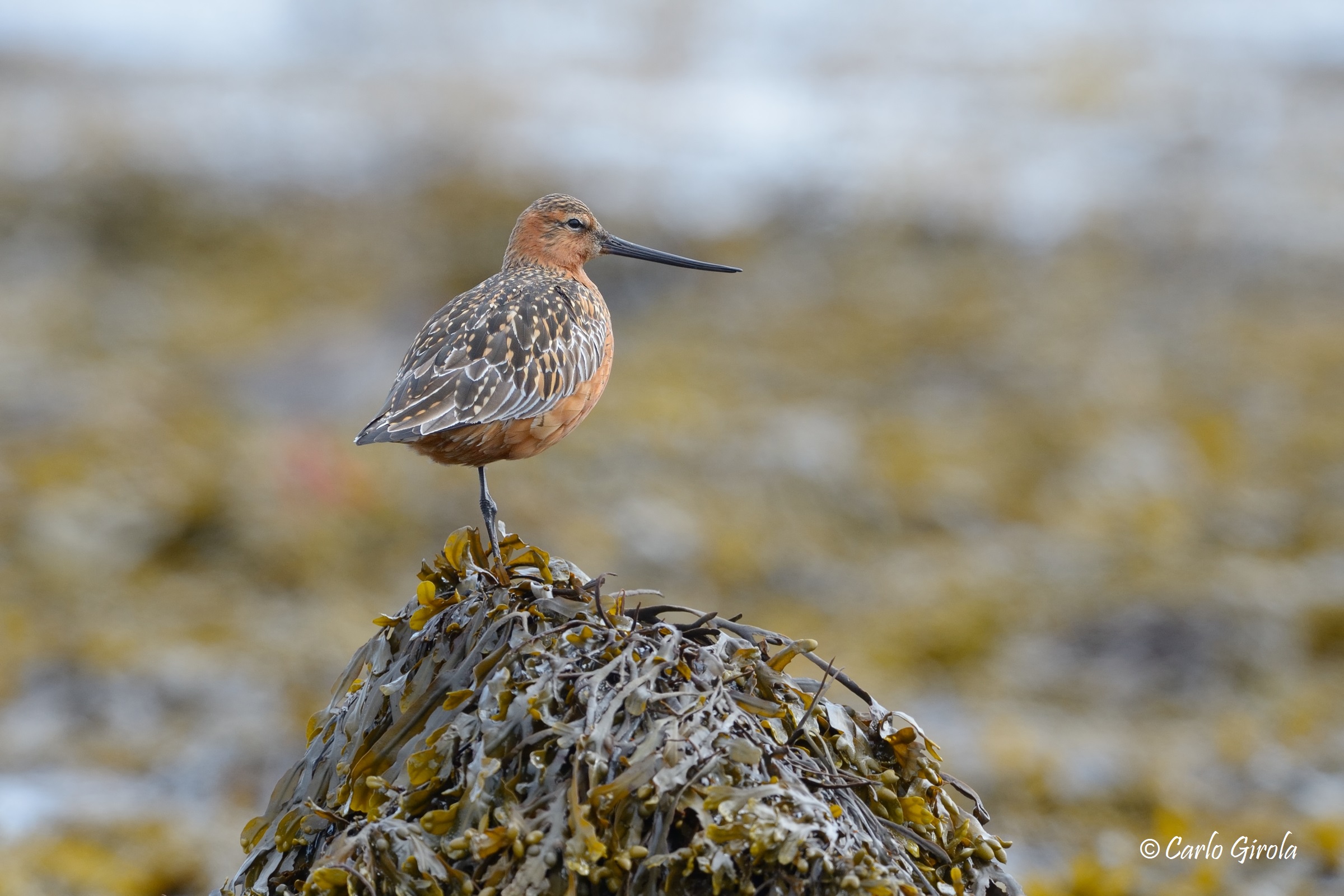 Pittima minore (Limosa lapponica)