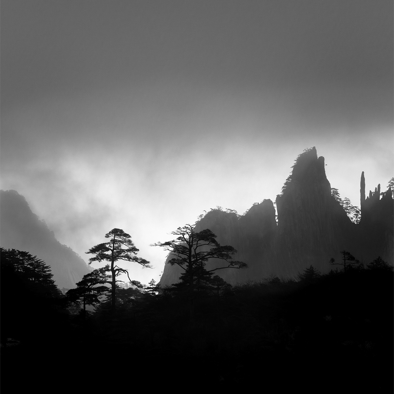 Trees in the morning