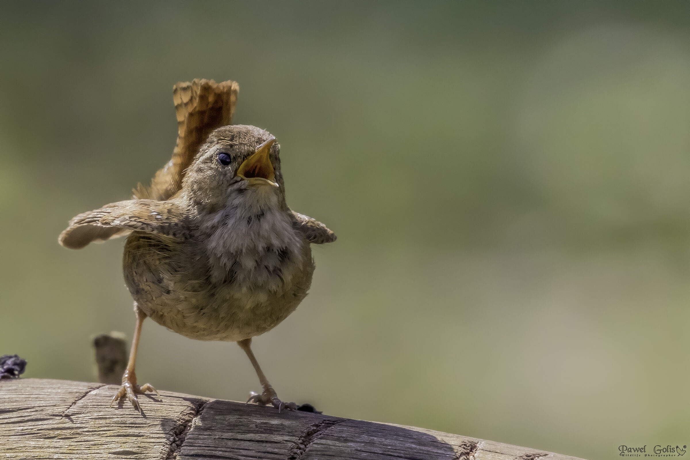 Wren eurasiatico ( Troglodytes troglodytes)