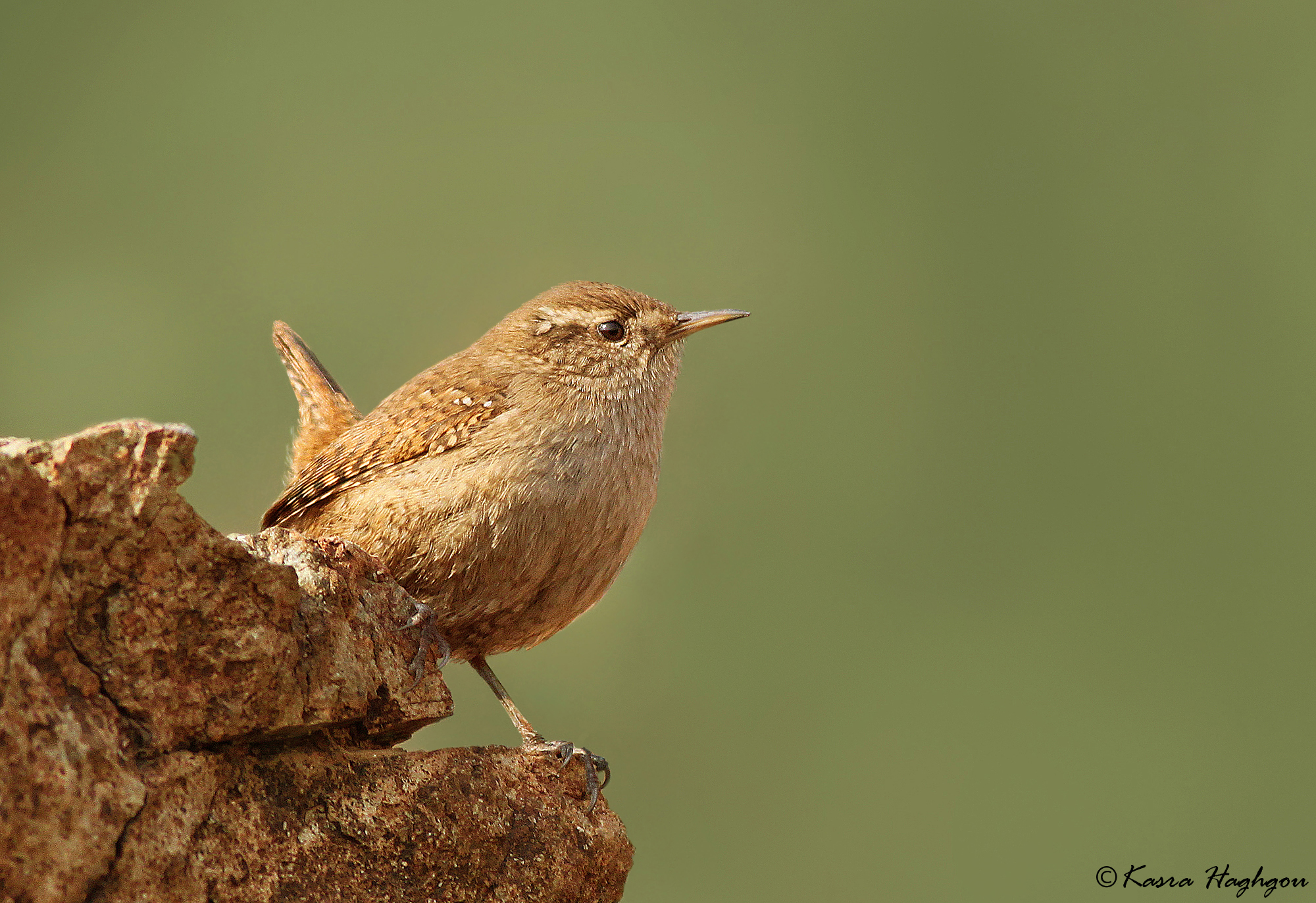 Wren