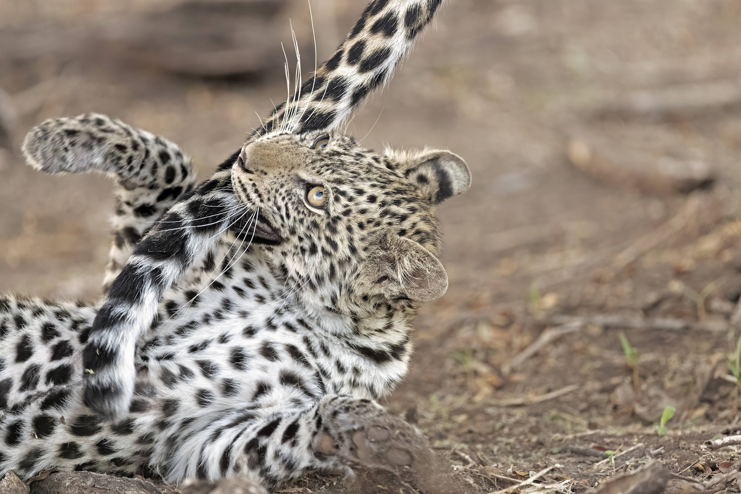 Cucciolo di Leopardo