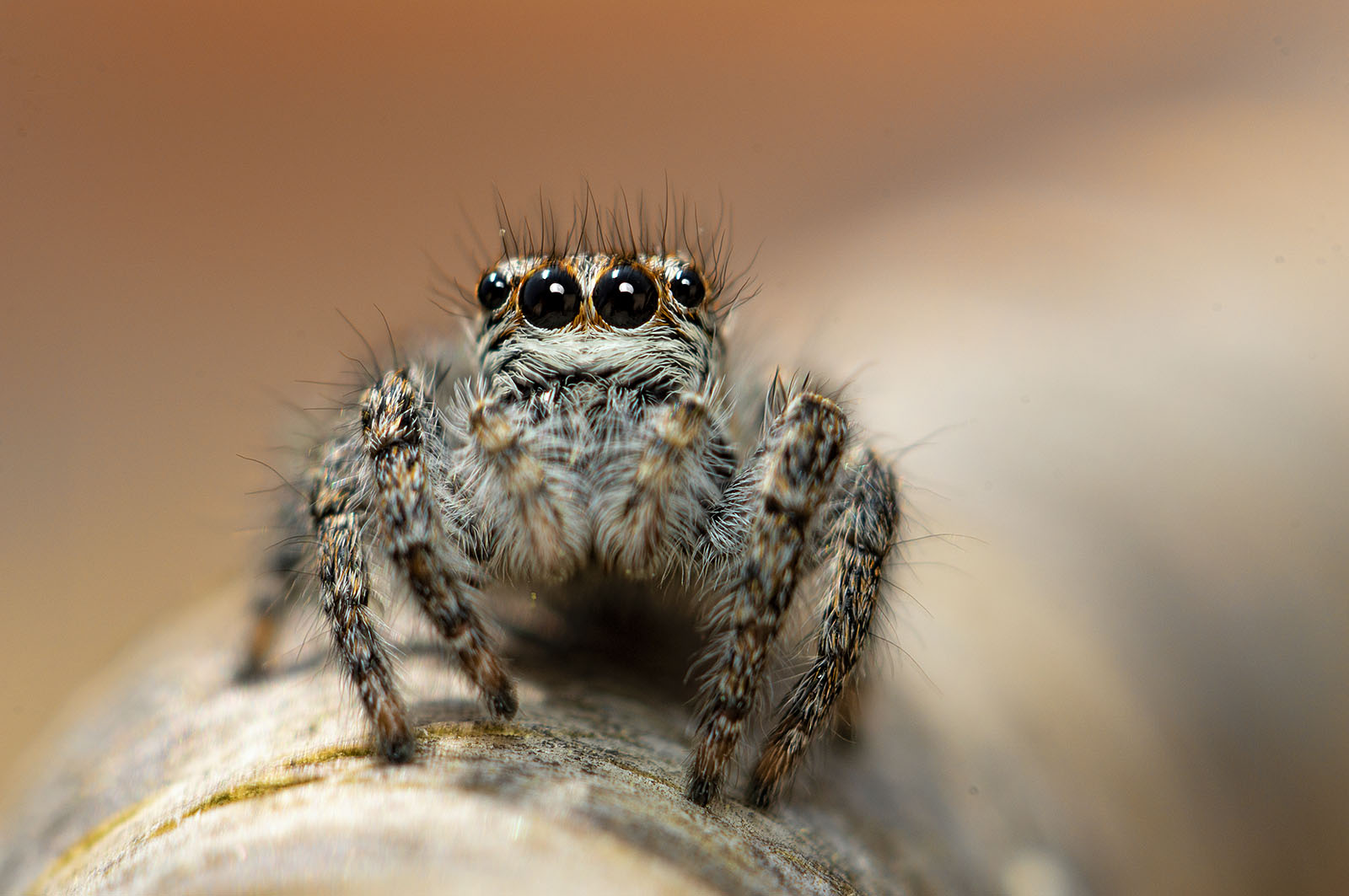 Spiderjump, New100144