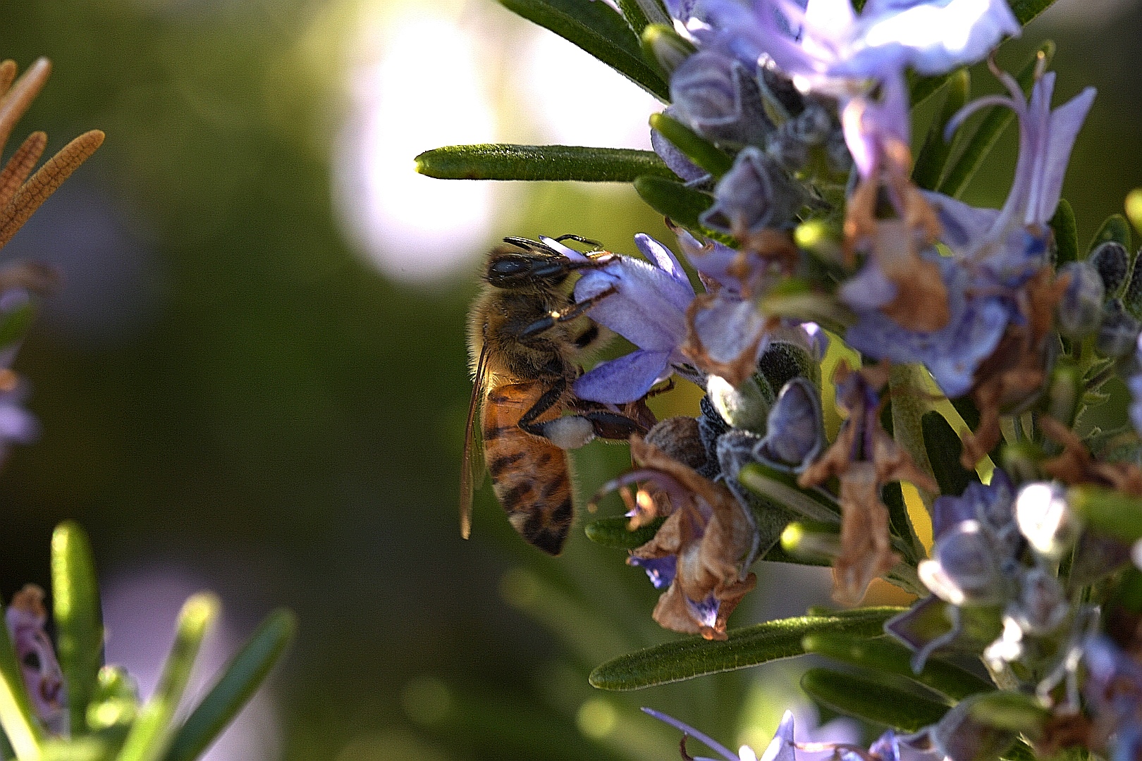 Bee on Rosemary