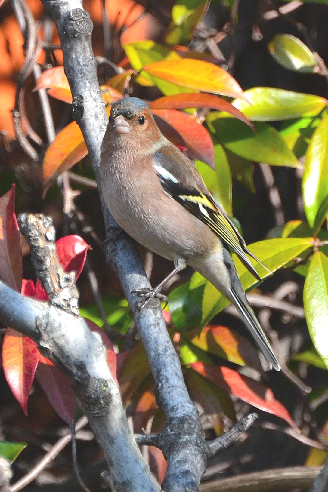 Chaffinch.