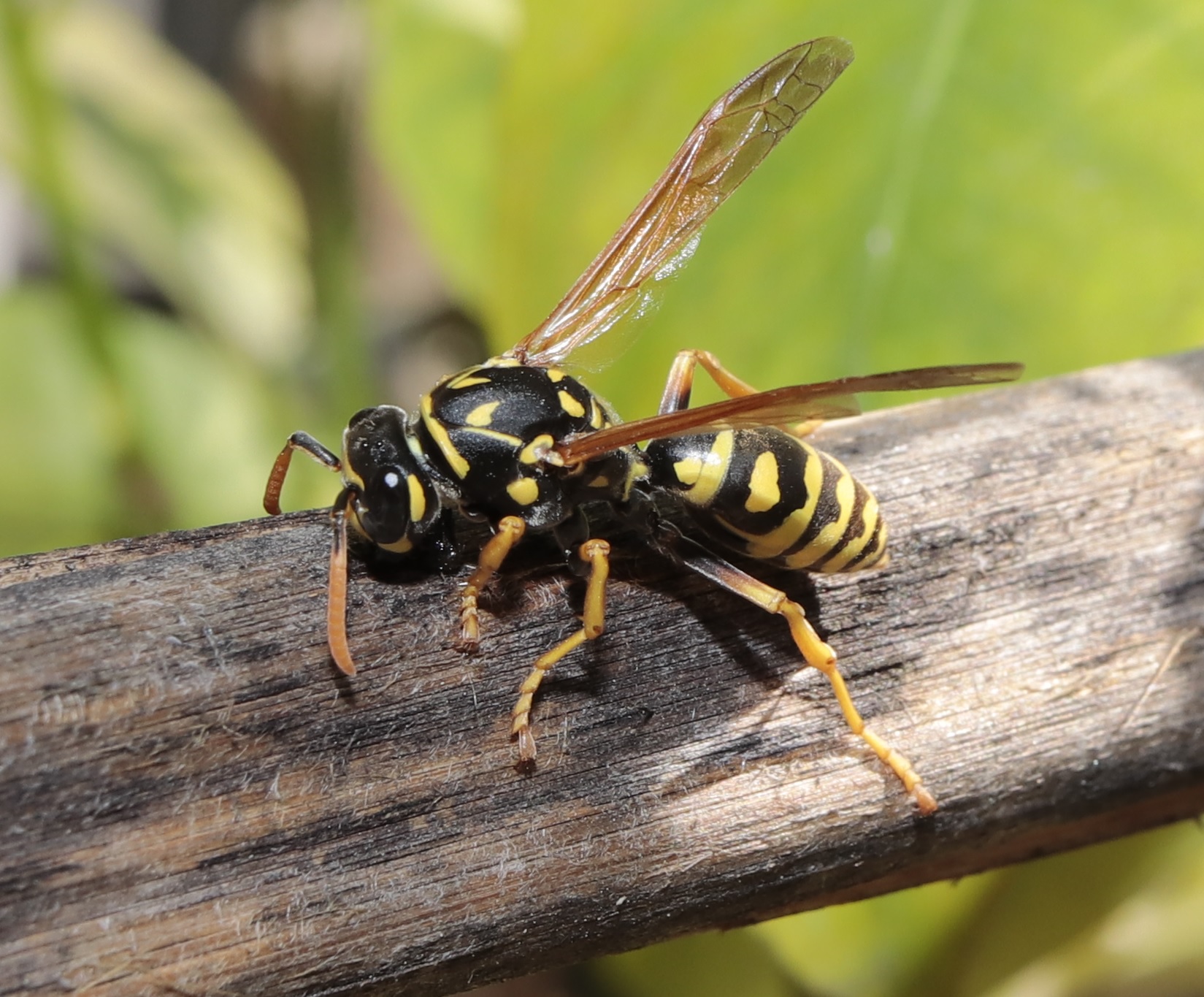 vespa cartonaia rosicchia legno 12/04/2020