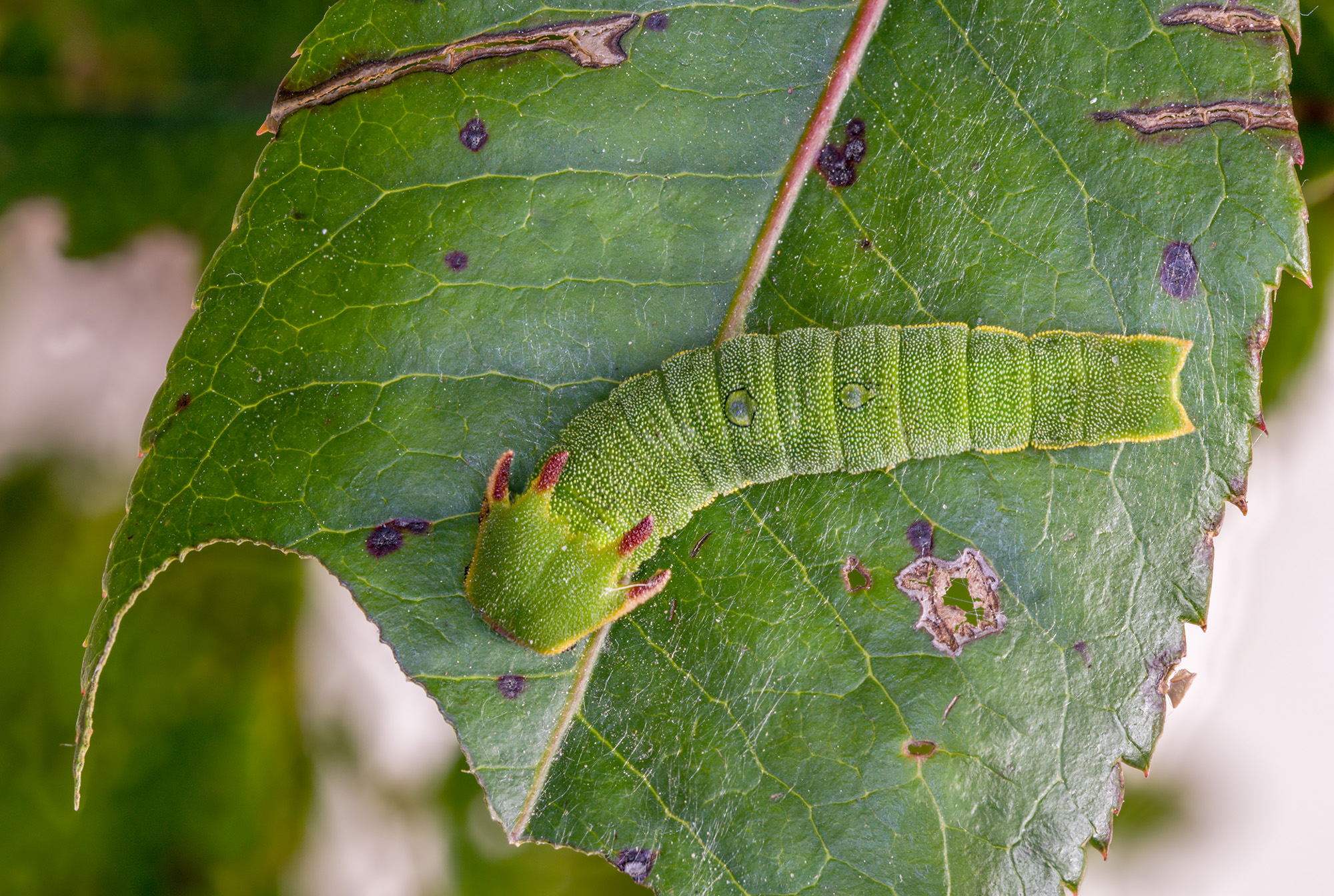 Bruco del corbezzolo. (Charaxes jasus)