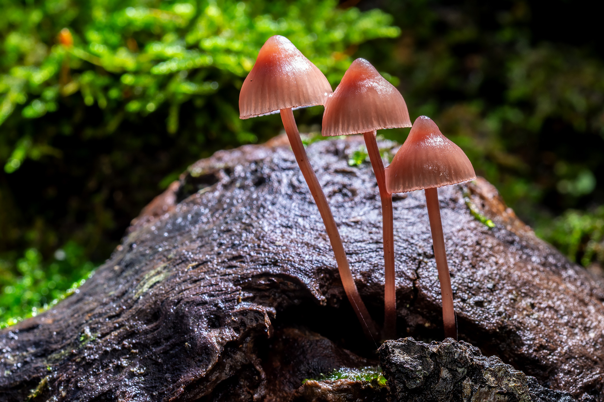 Mycena haematopus
