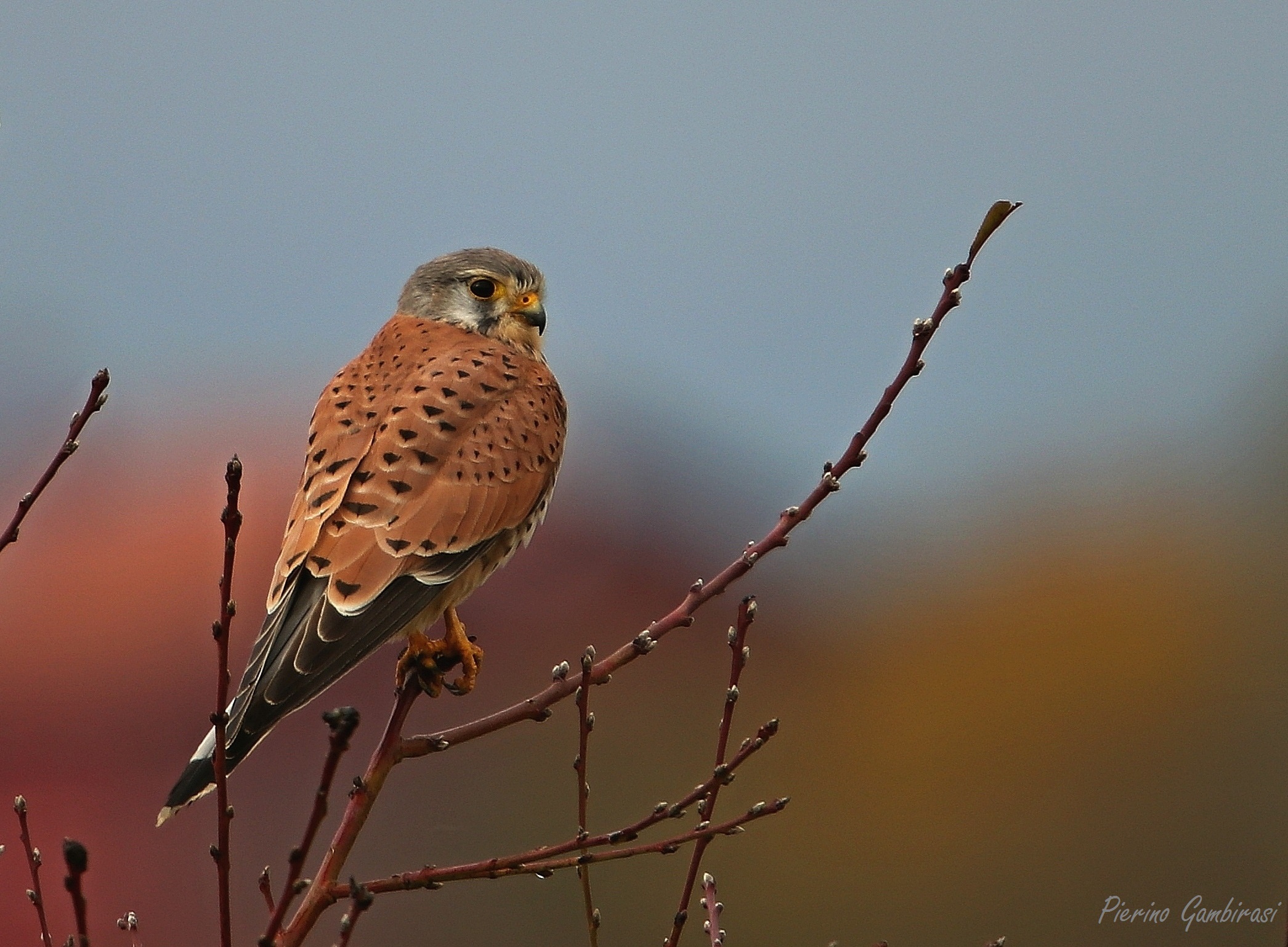 Kestrel