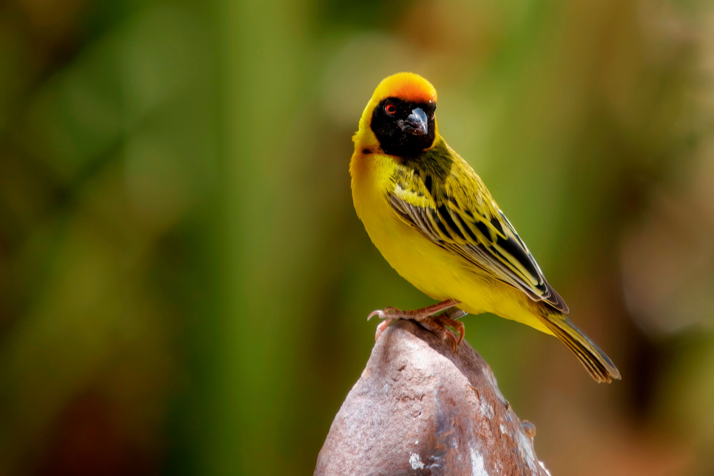 Tessitore mascherato minore