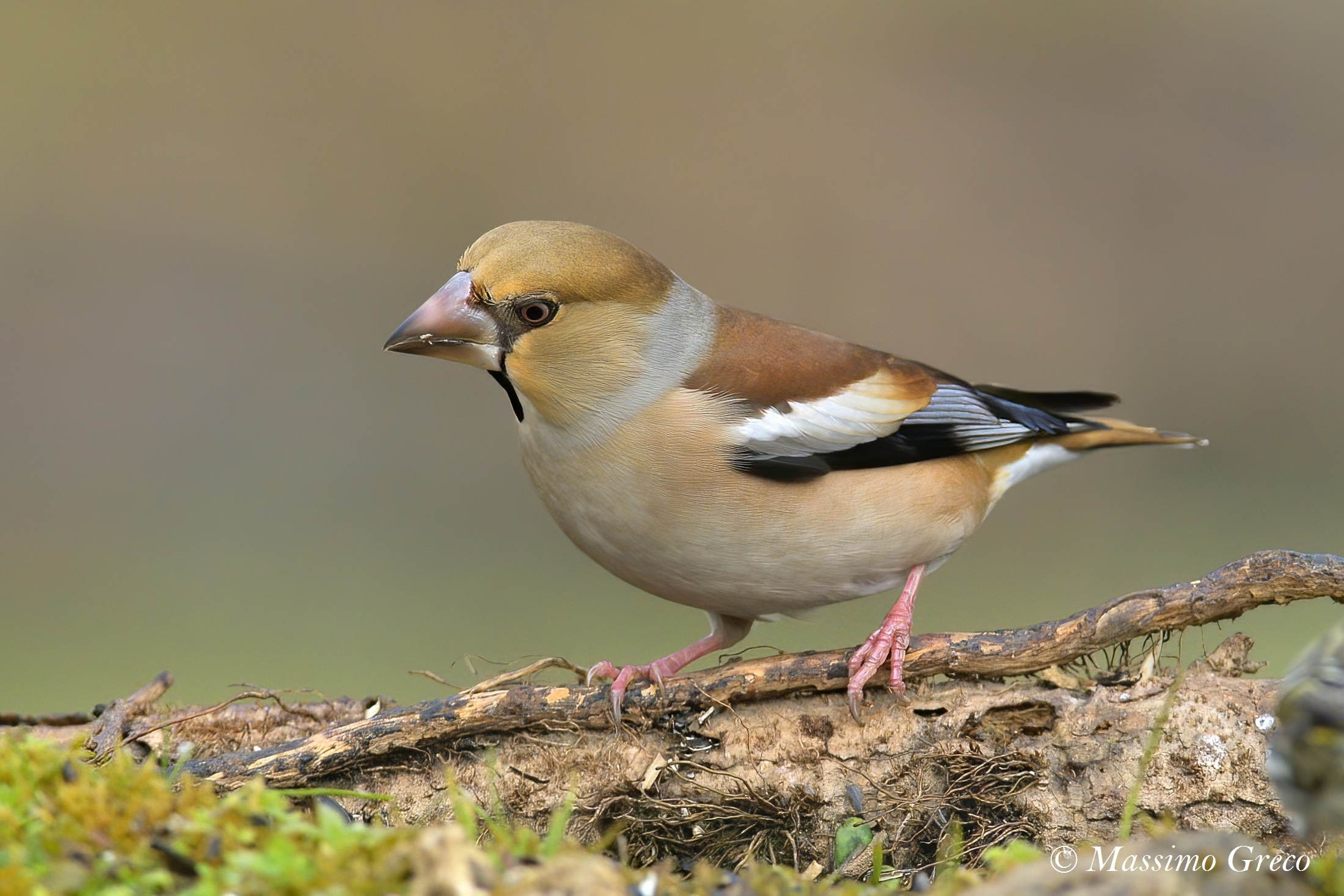 Frosone (Coccothrauscoccothraustes)