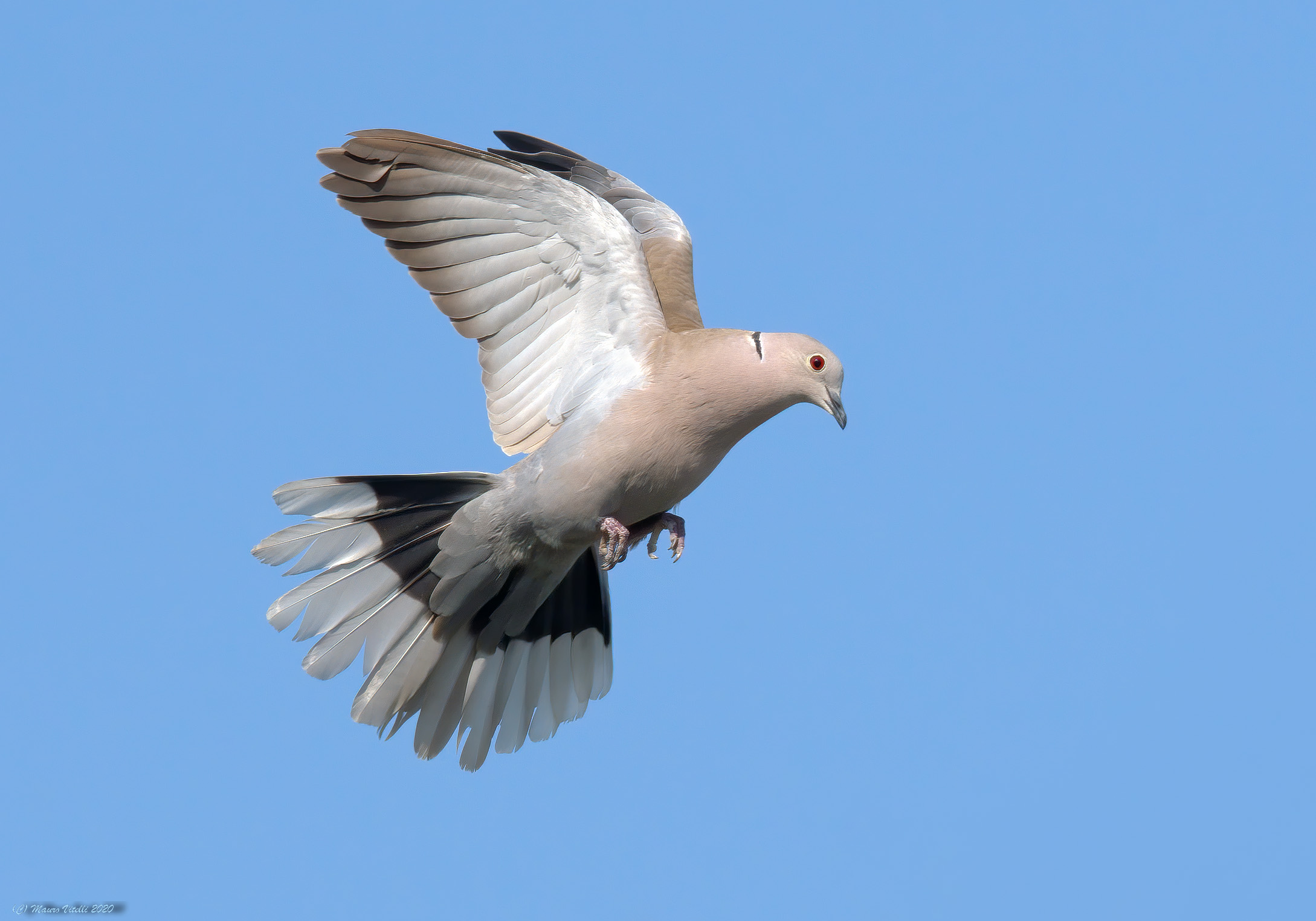 (Collared tortora) Streptopelia decaocto)