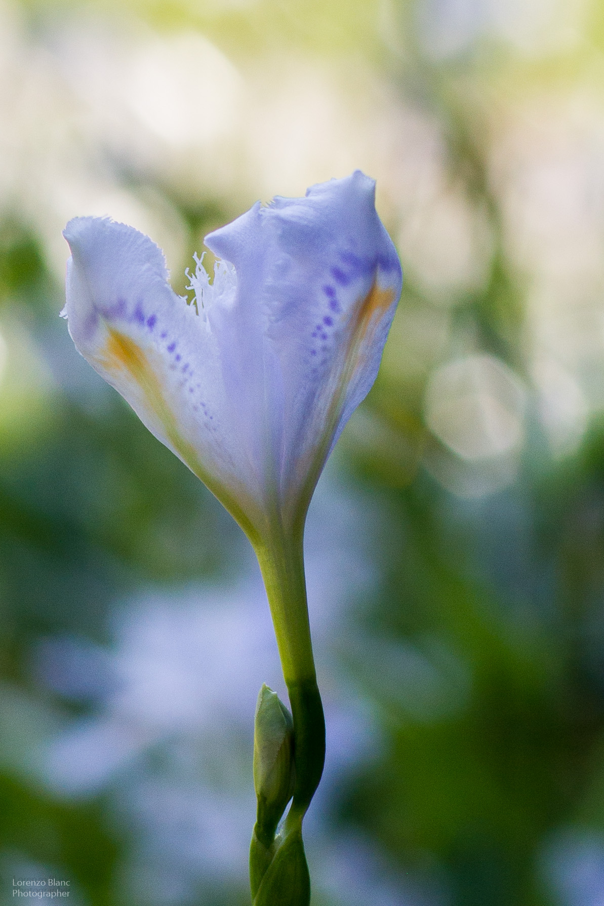 Iris Japonica