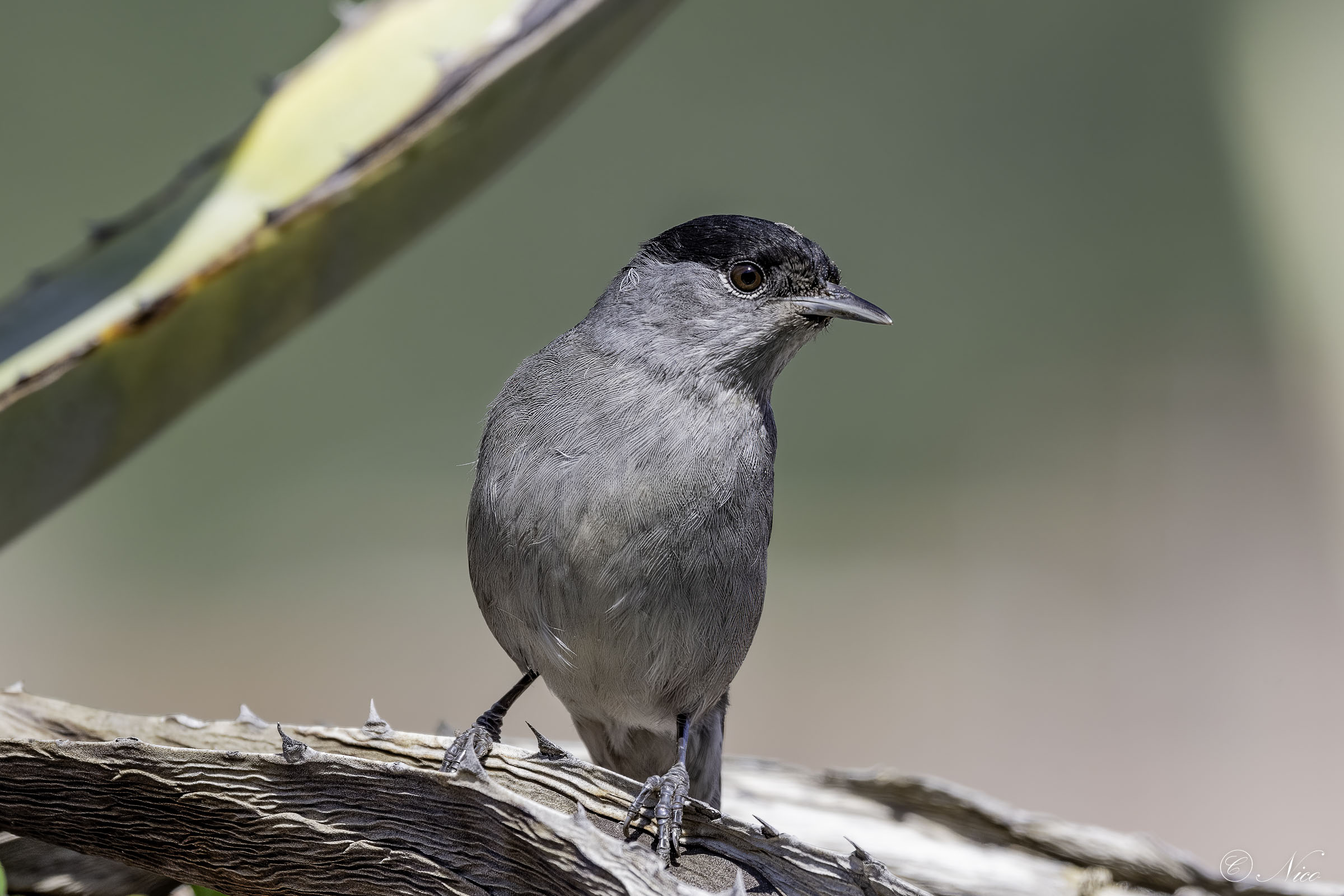 Happy Easter from my home