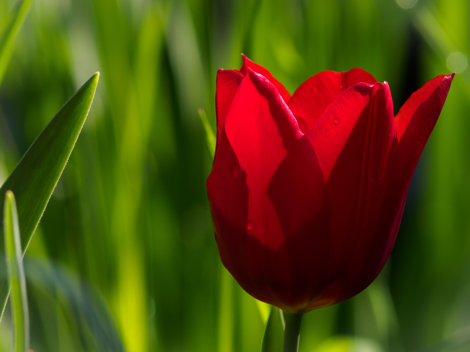 Tulip