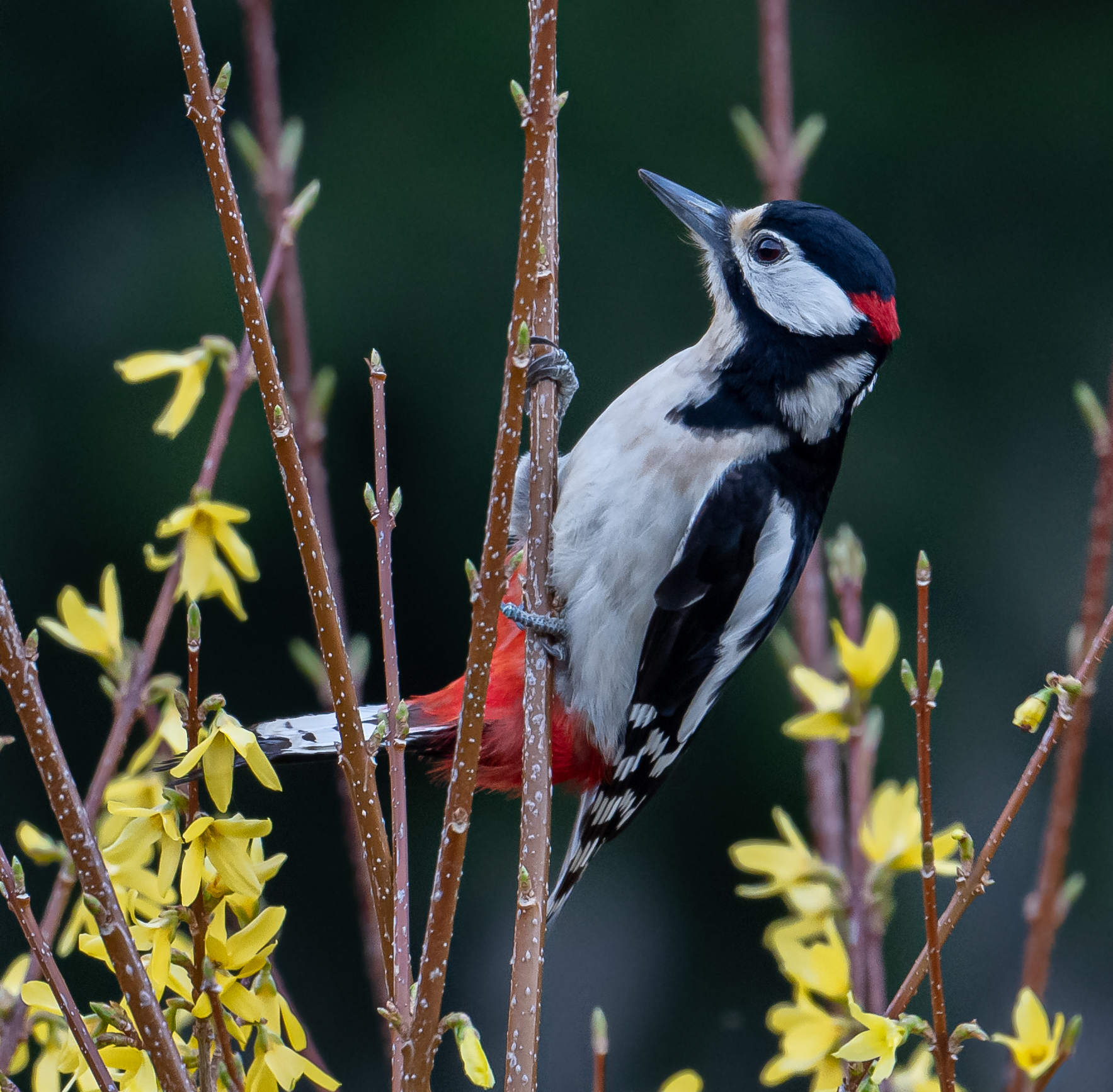 Major Woodpecker Red Male