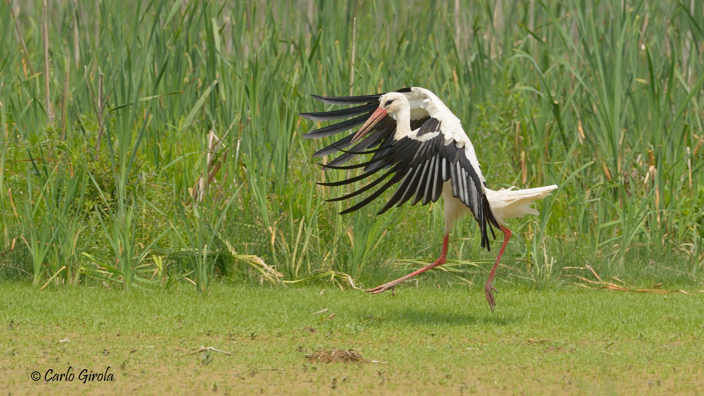 Cicogna bianca (Ciconia ciconia)