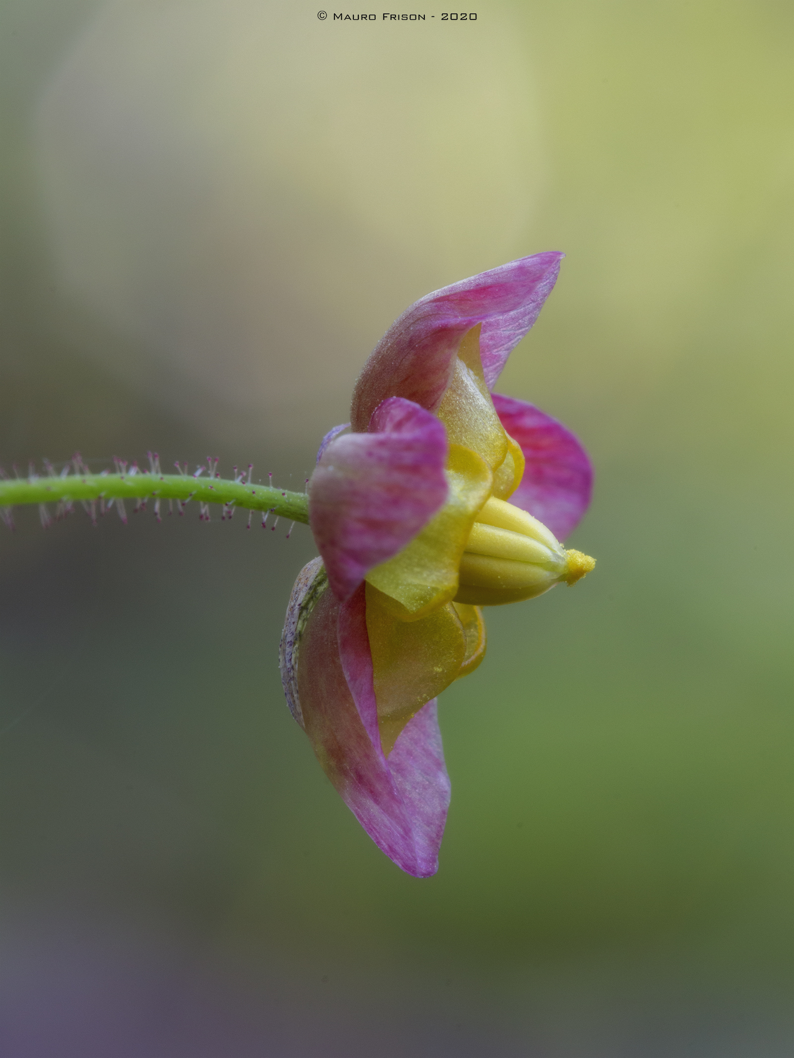 Epimedium alpinum