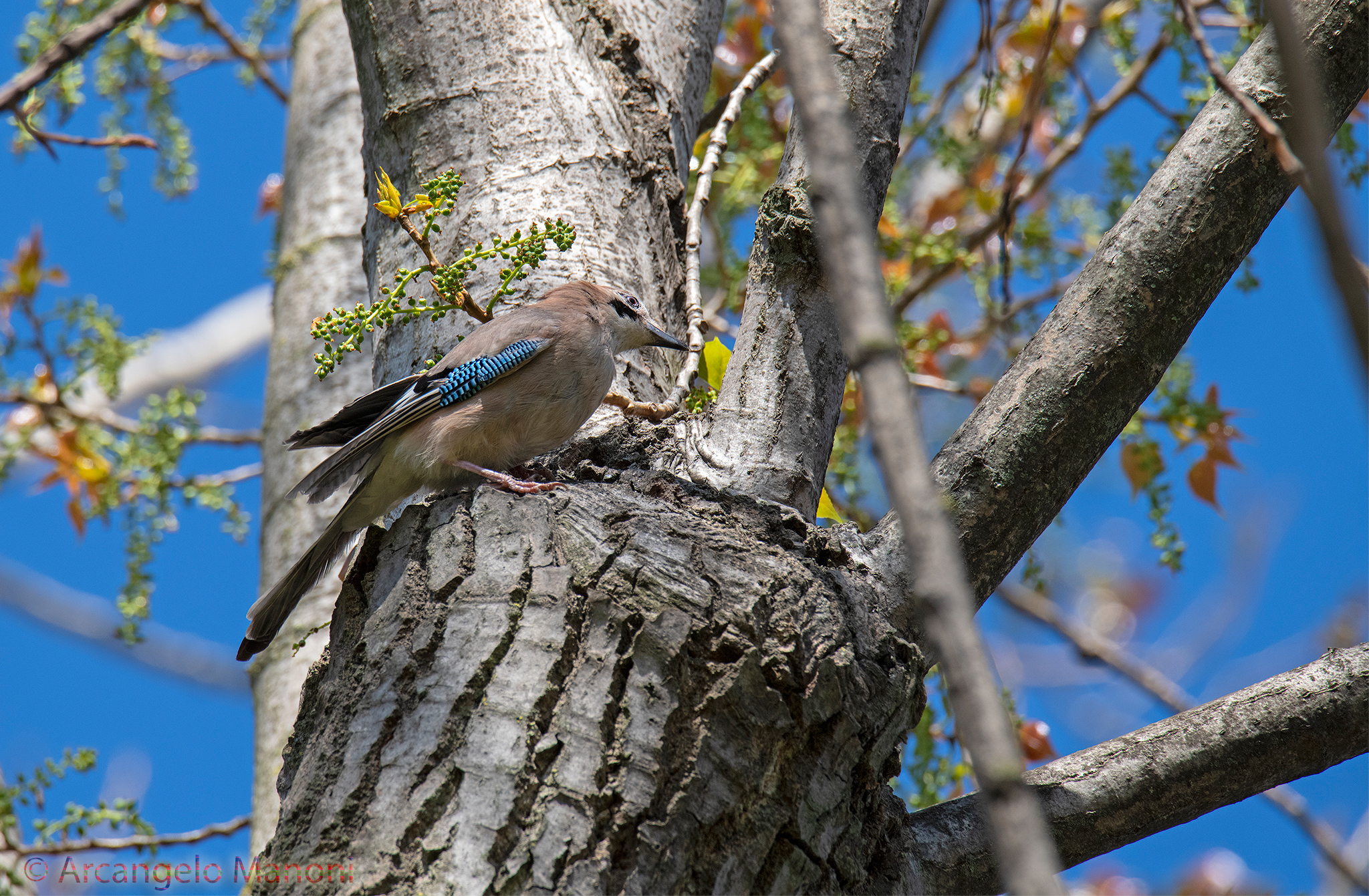 La ghiandaia sul pioppo