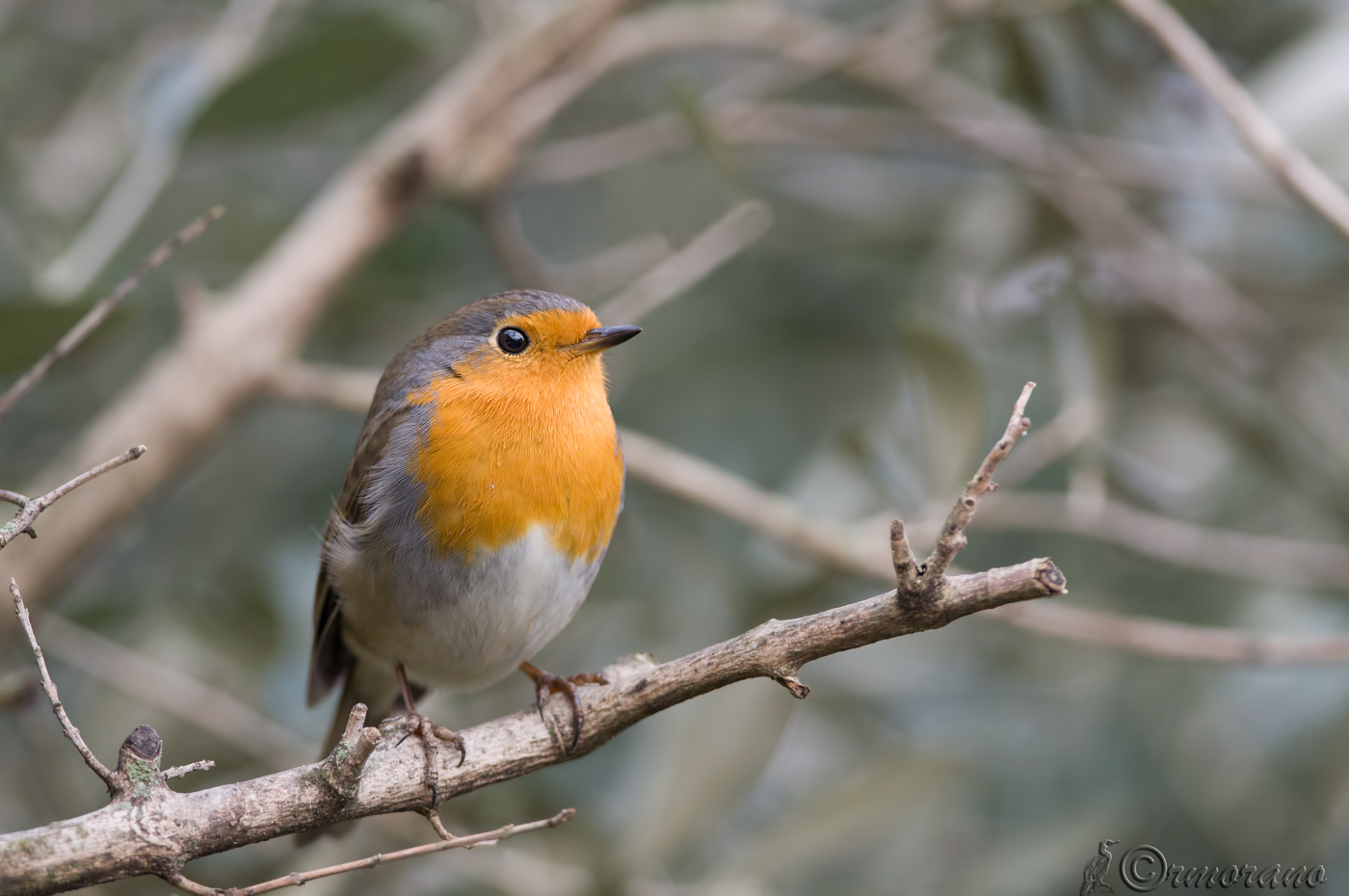 Un raggio di sole nel grigiore che c'è