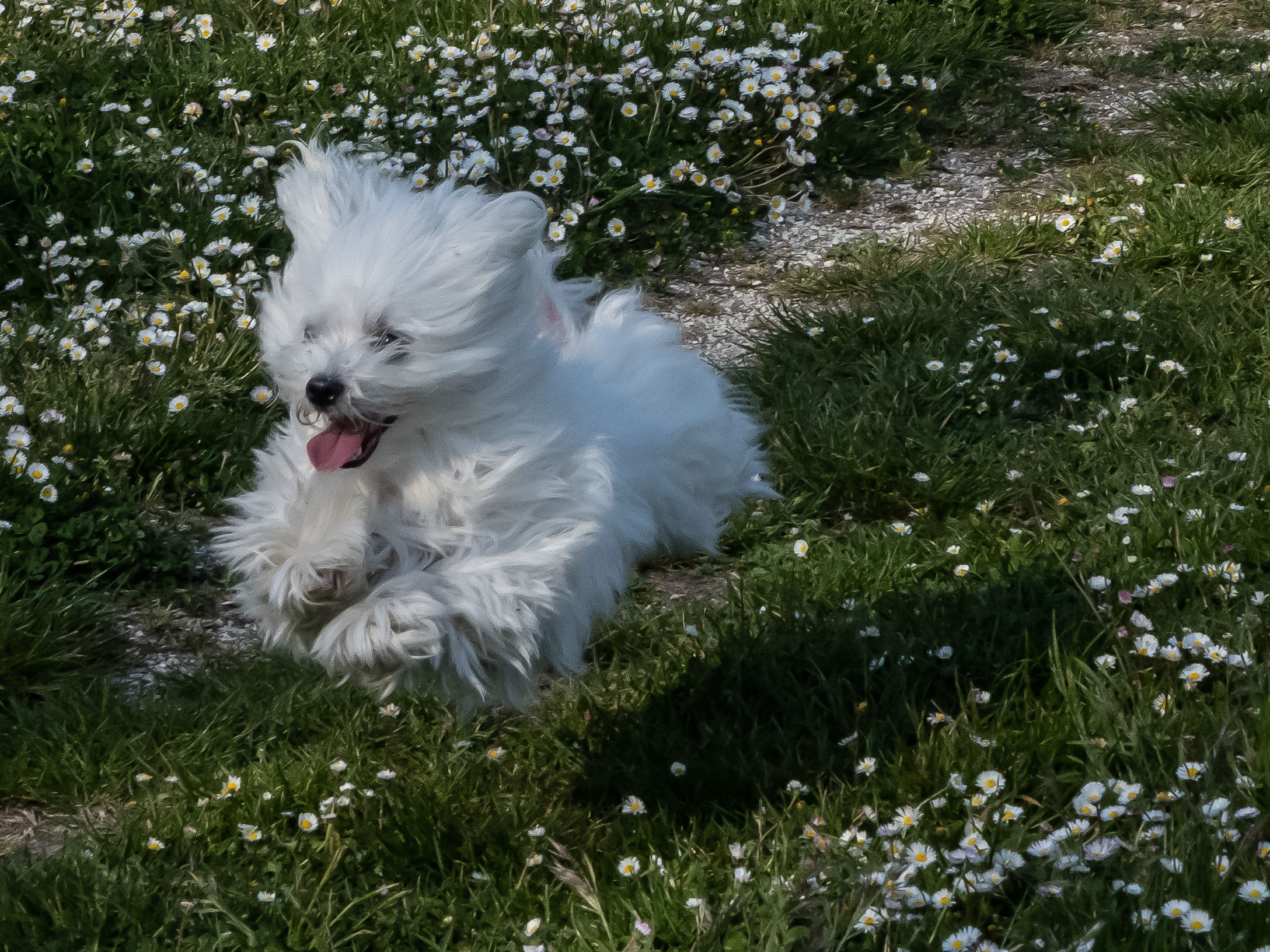Maltese
