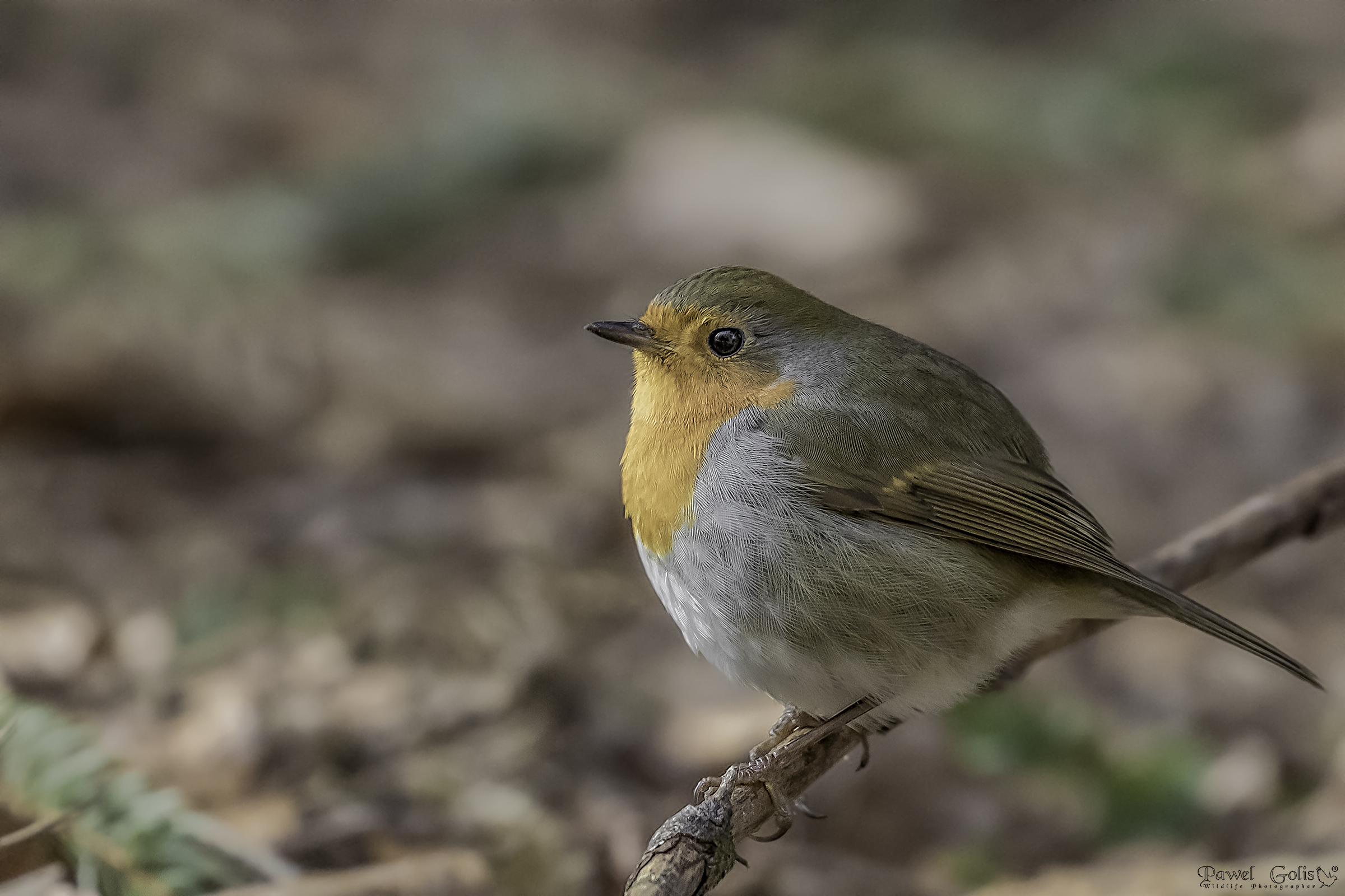 Pettirosso europeo (Erithacus rubecula)