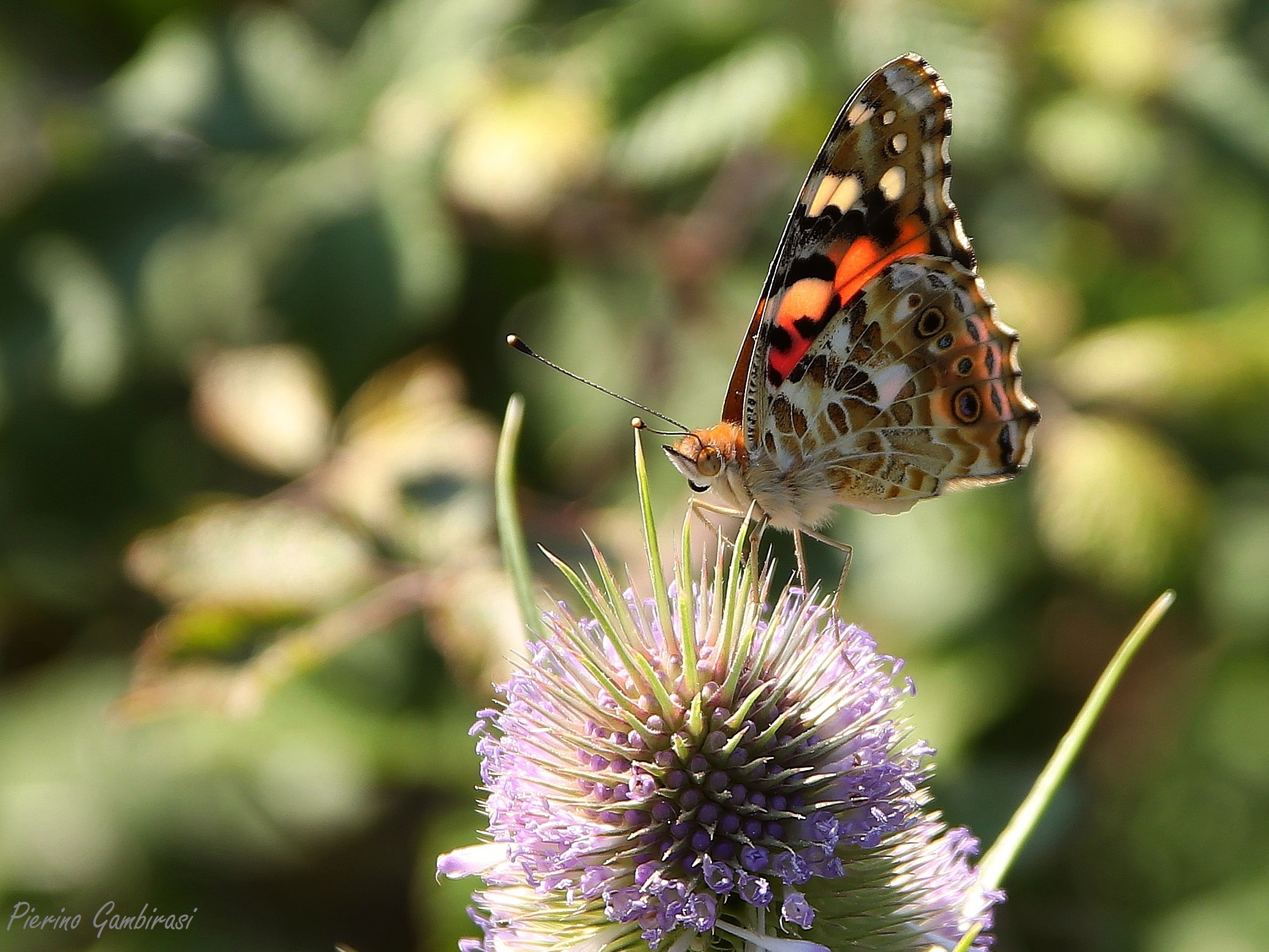 Vanessa Cardui