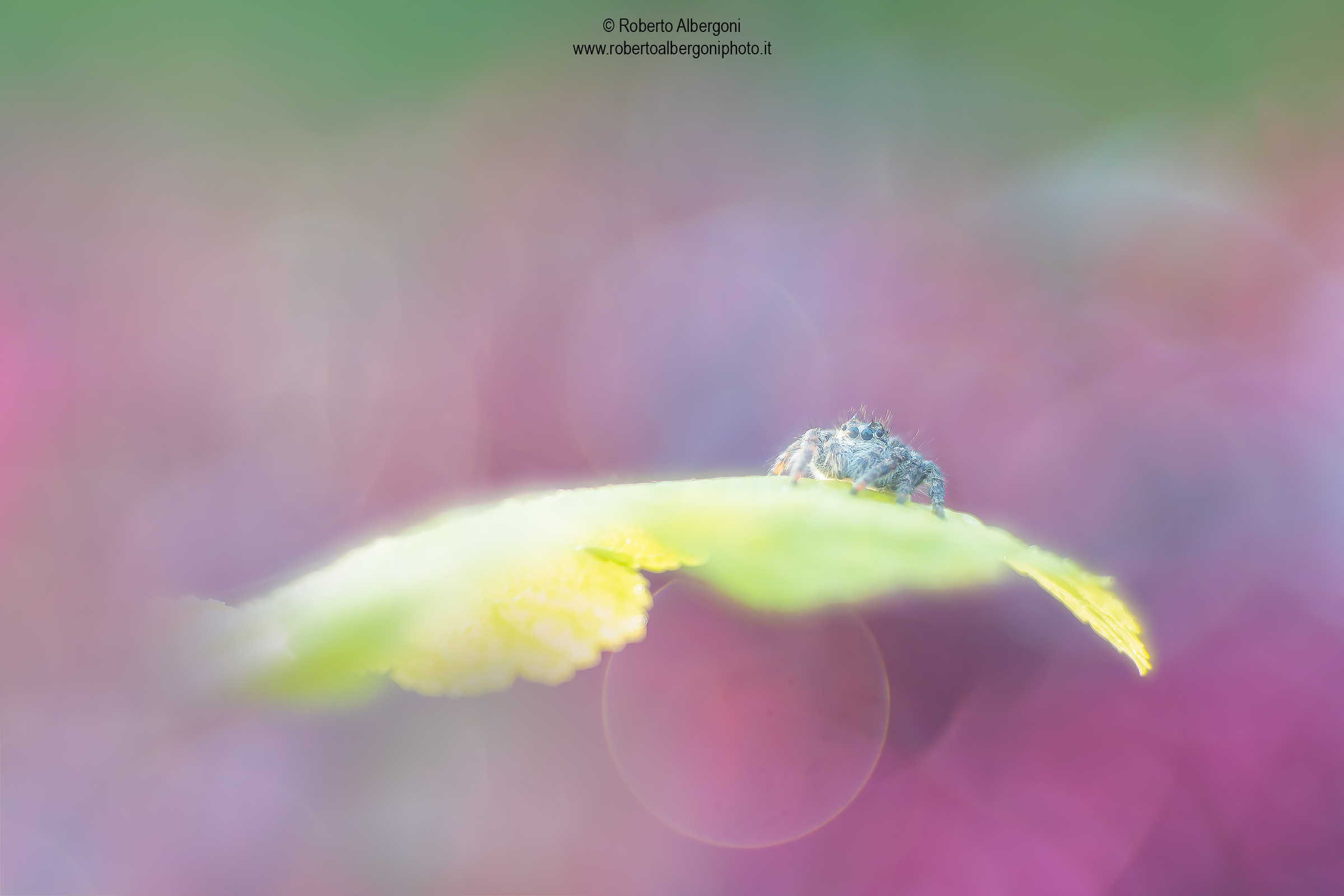 Il mio primo ragnetto