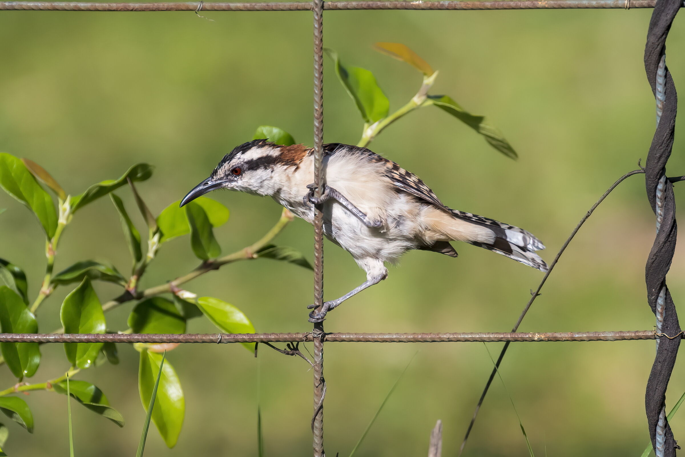 scricciolo nuca rossiccia
