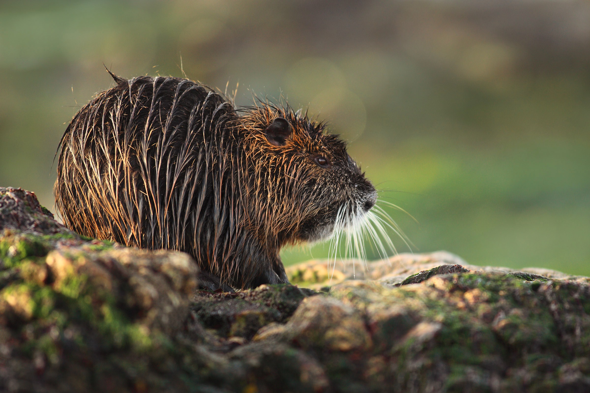 Incontro imprevisto in acqua Ocean
