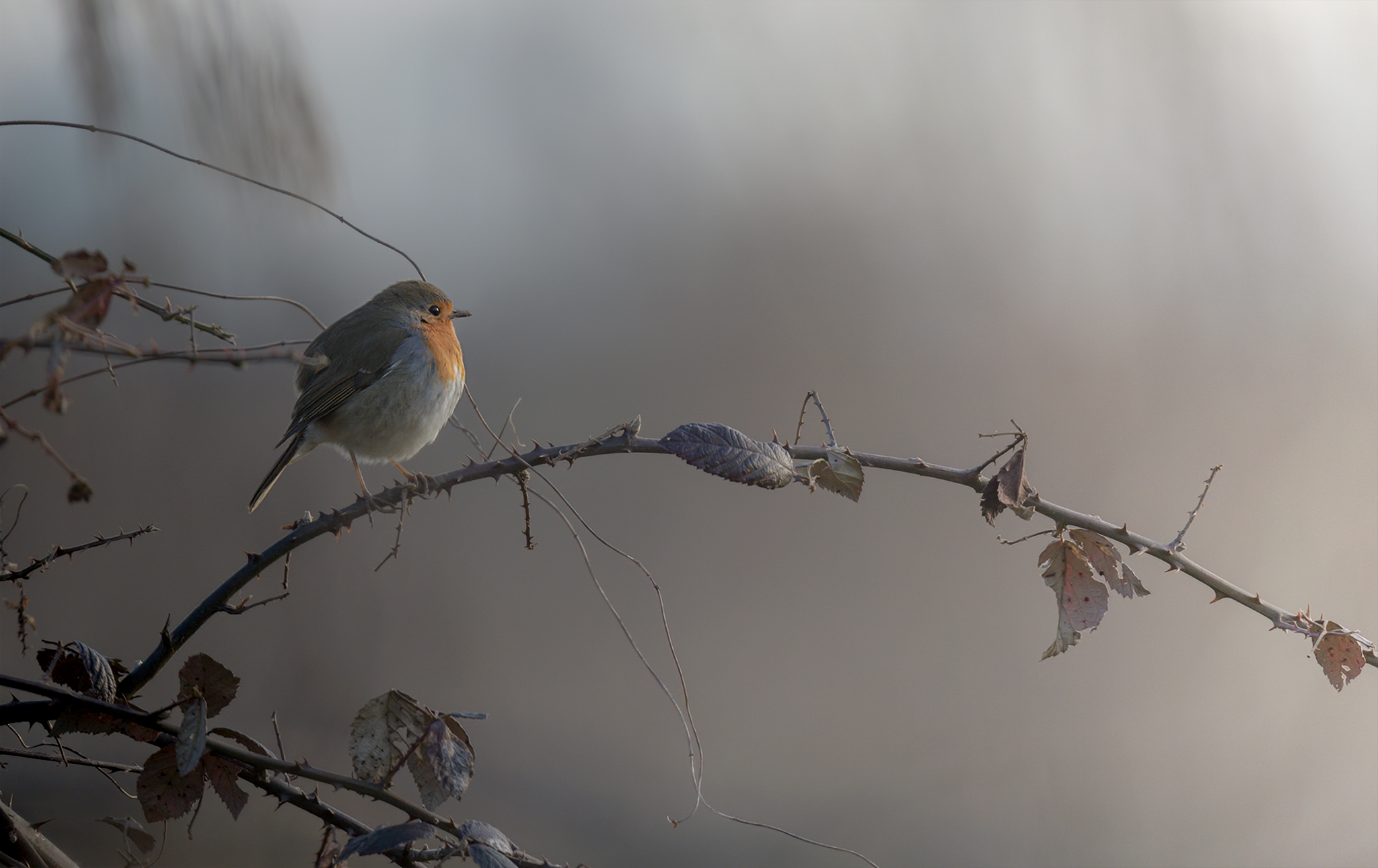 ultimi raggi di sole