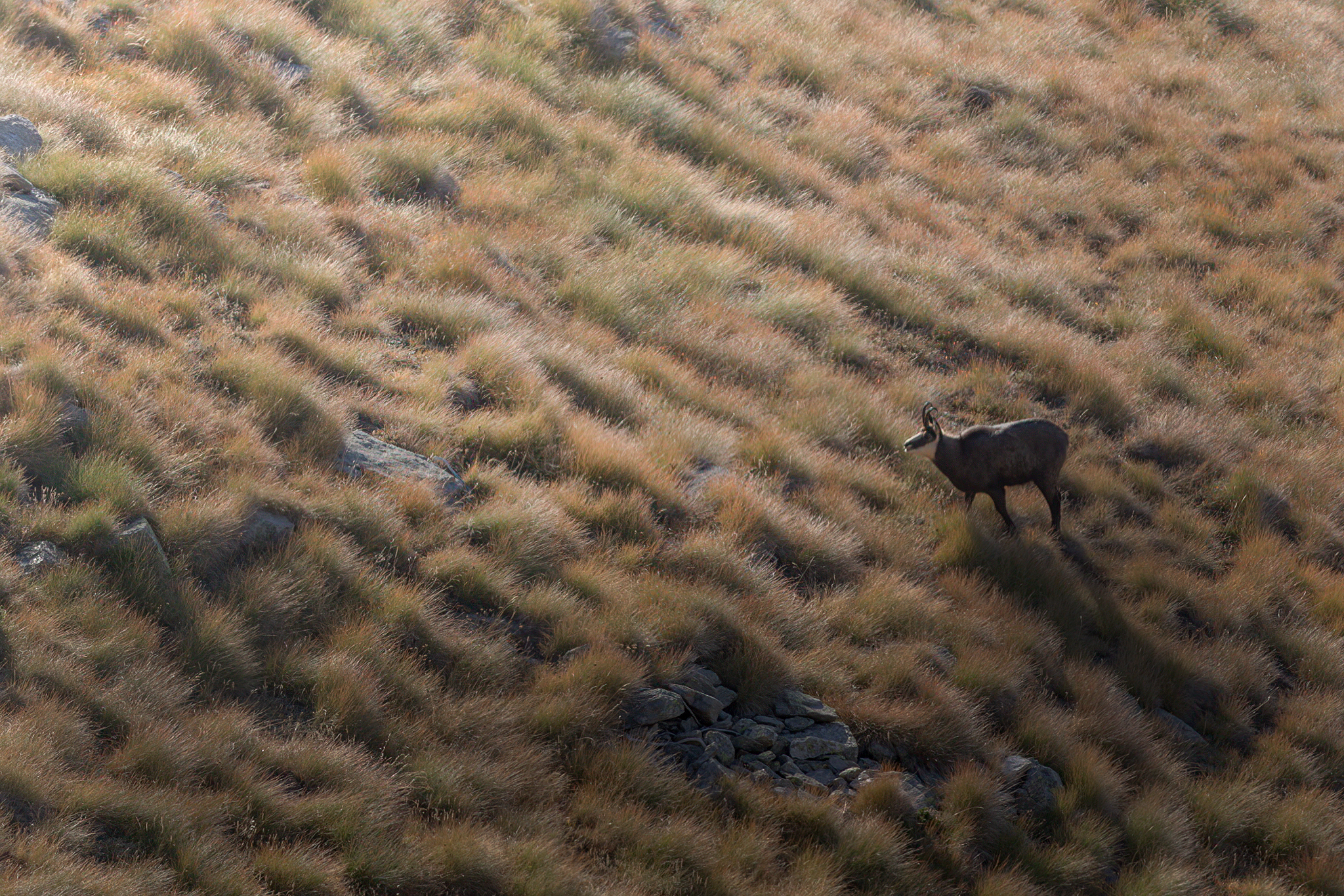 camoscio ai primi raggi di sole