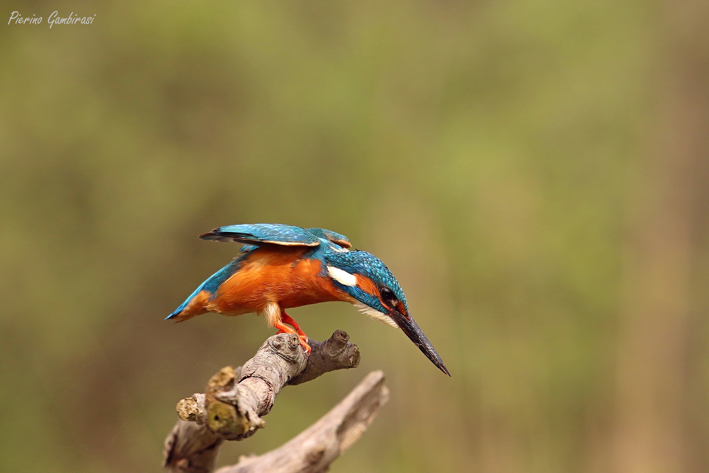 Kingfisher